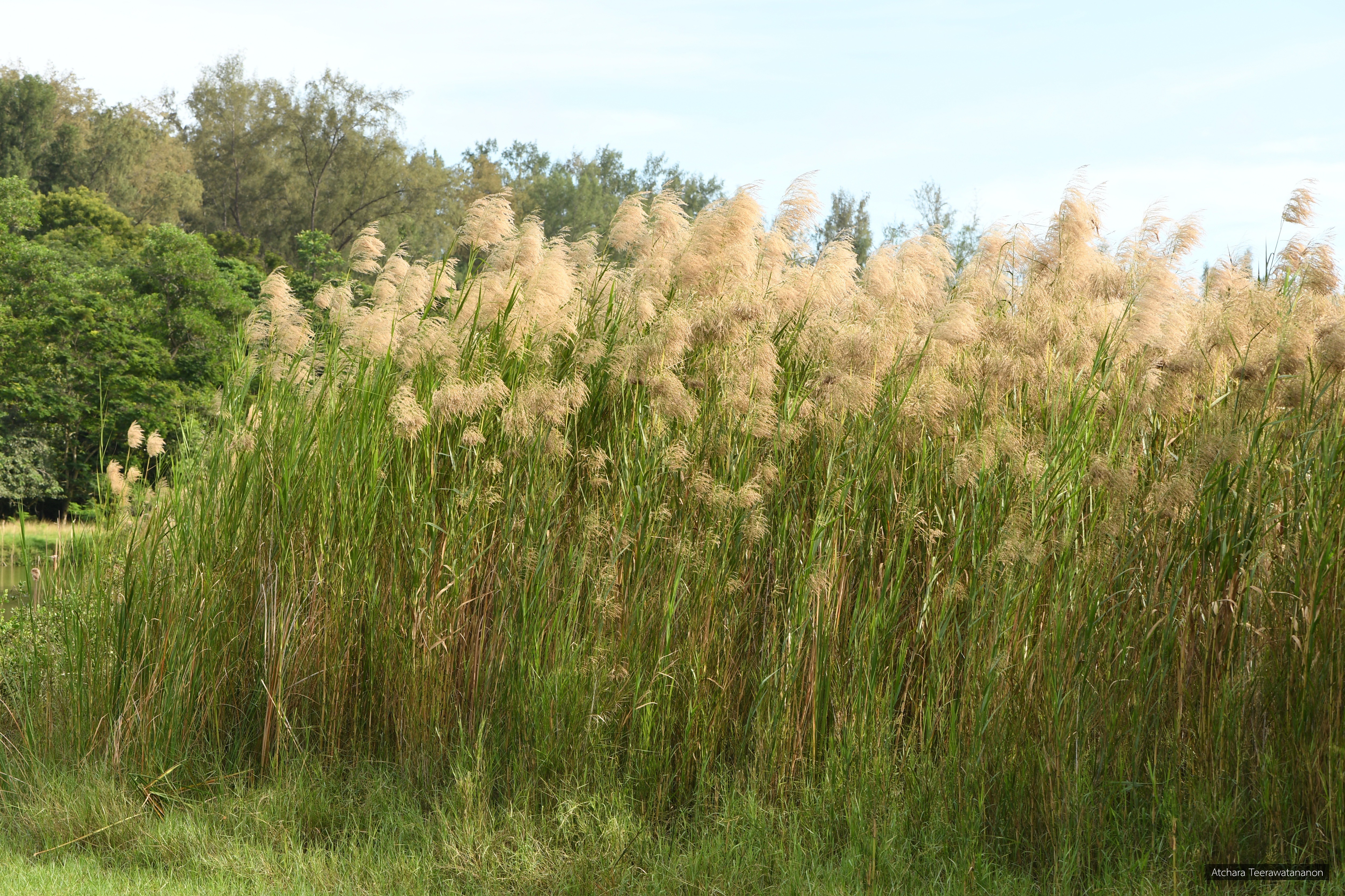 Phragmites karka