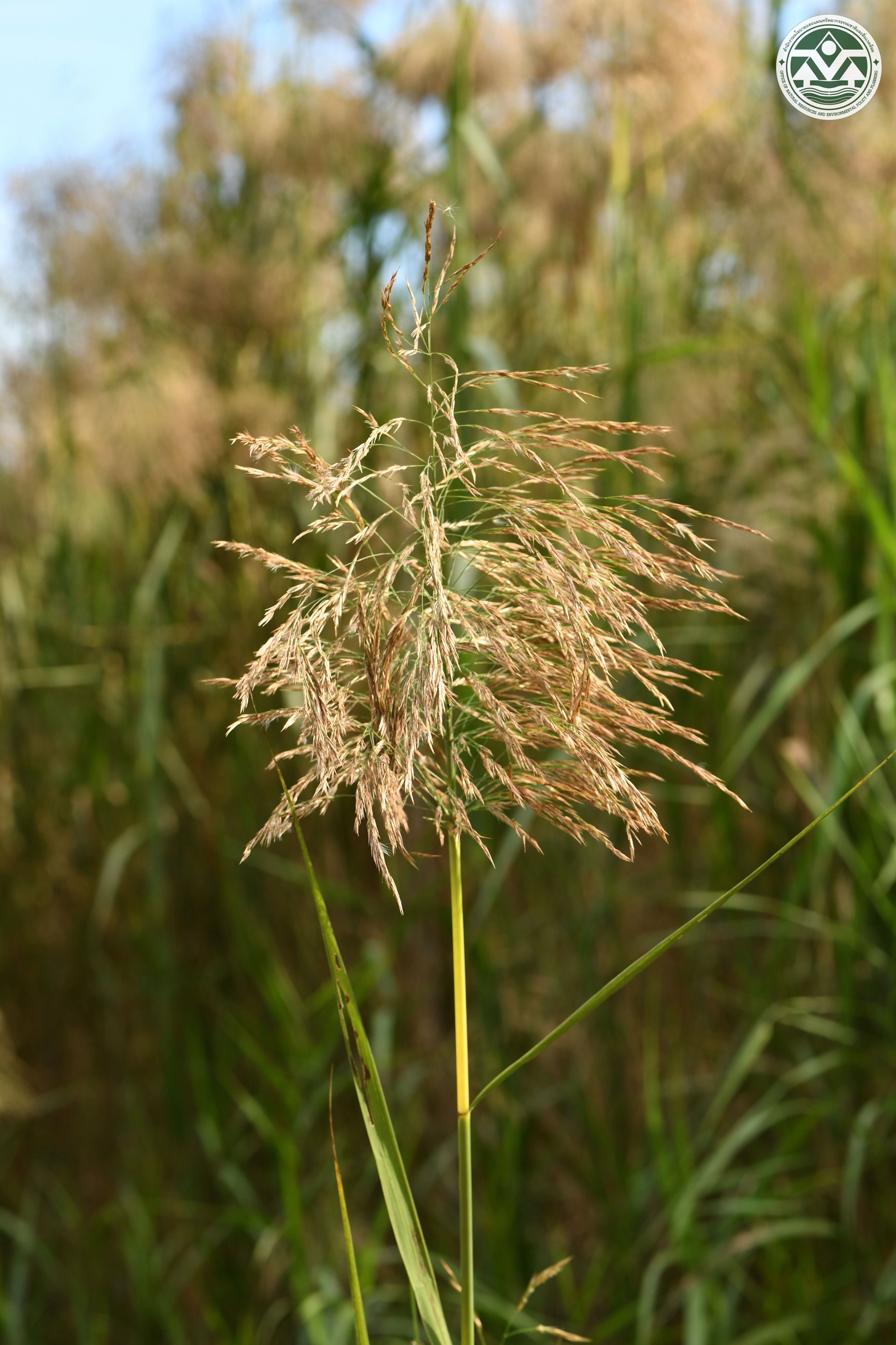Phragmites karka