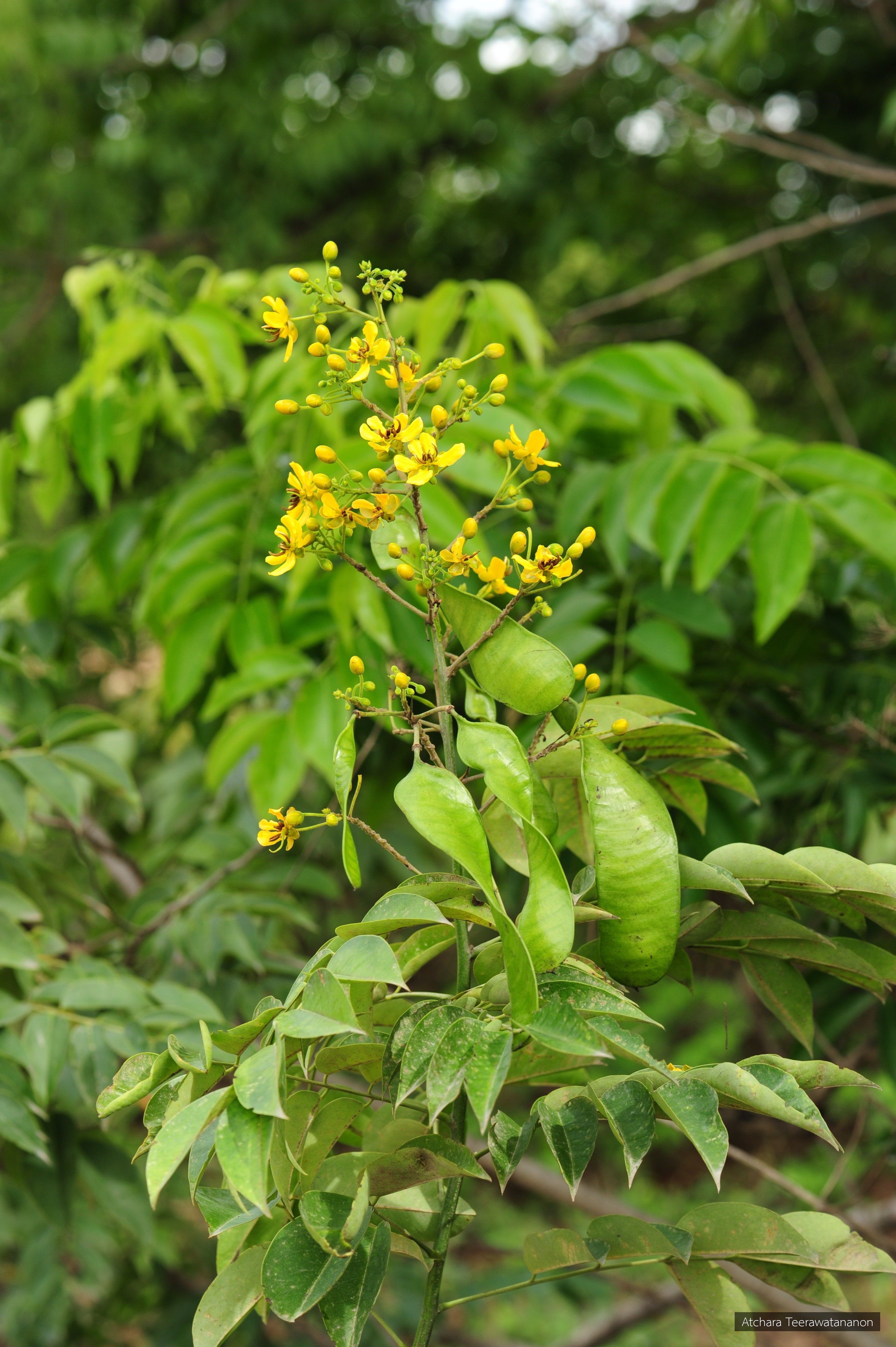 Senna garrettiana