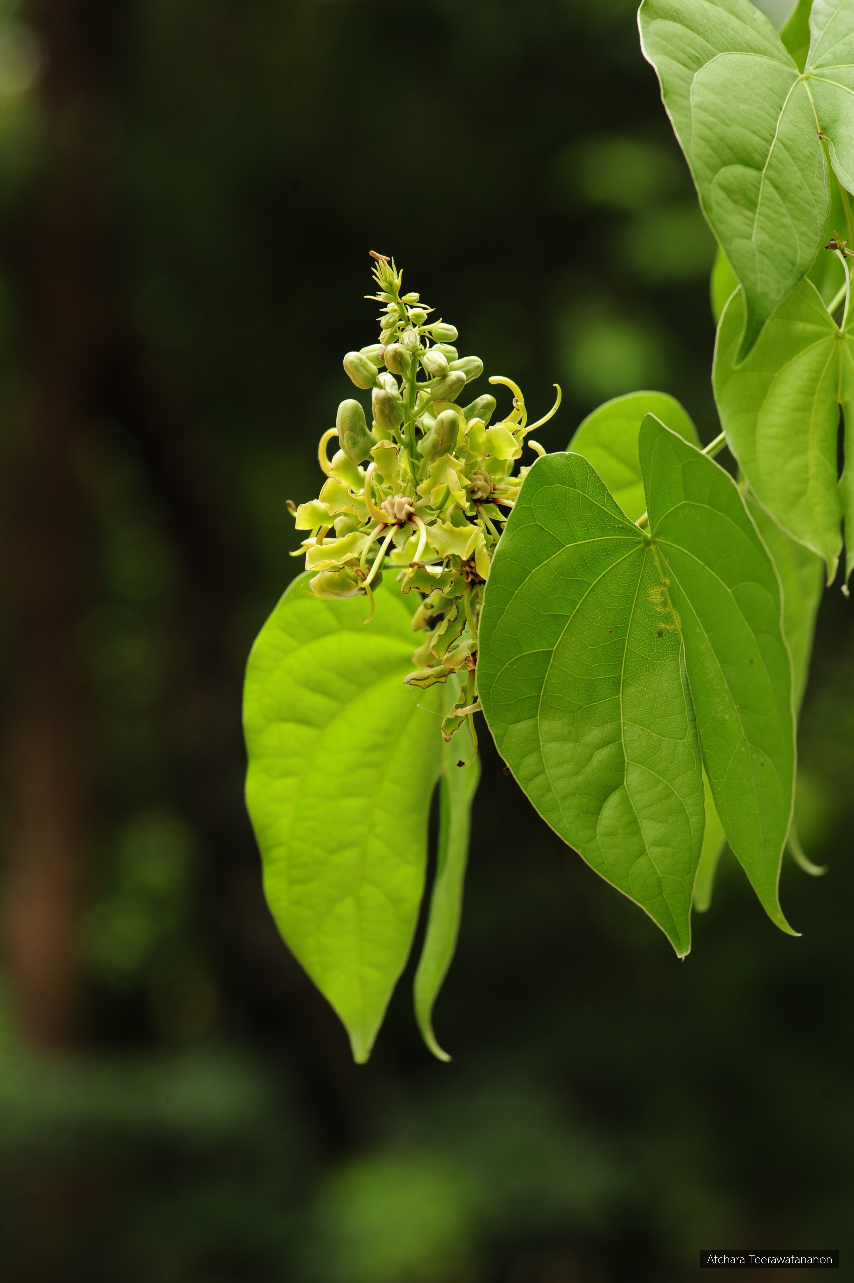 Lasiobema pulla