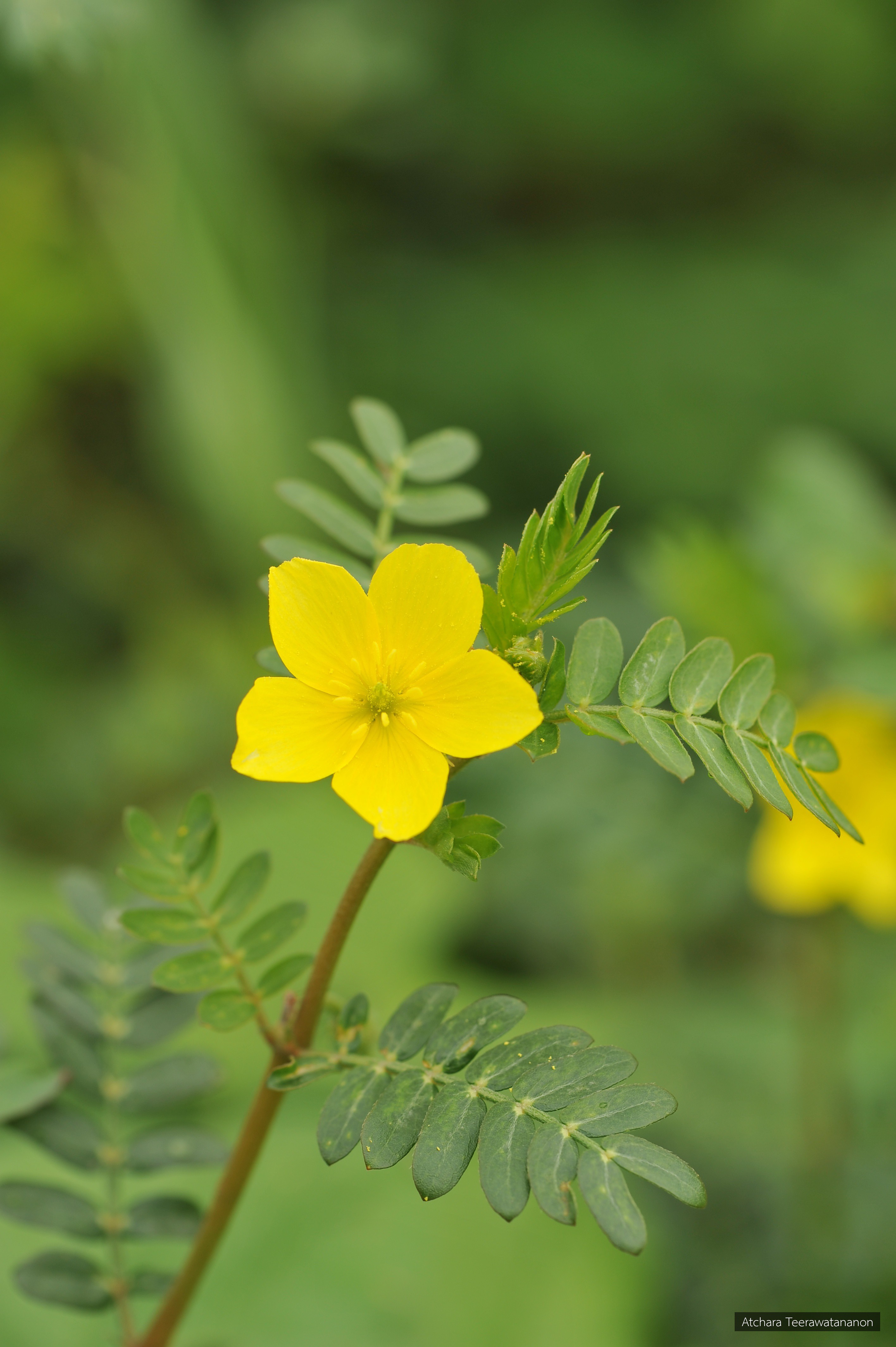 Tribulus terrestris
