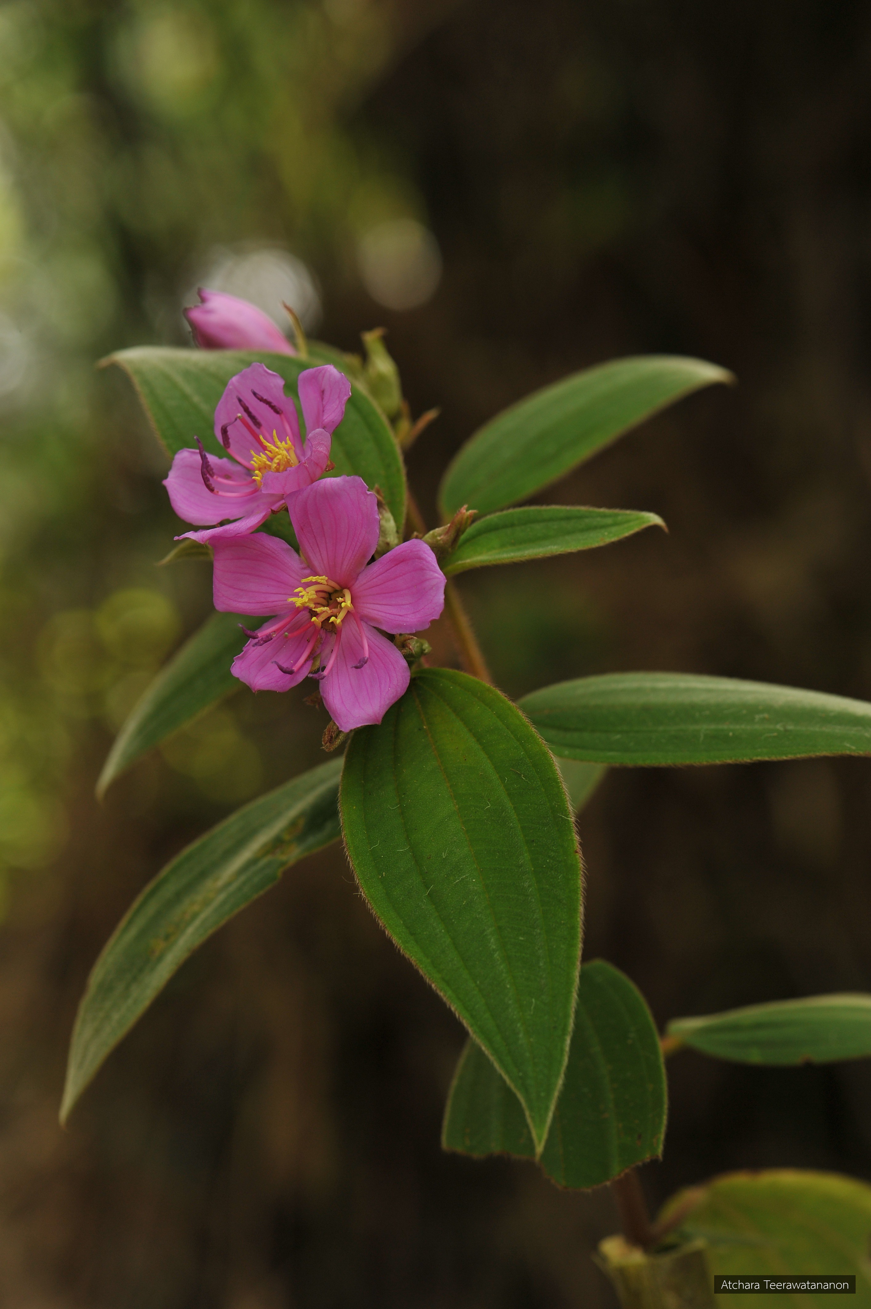 Melastoma malabathricum