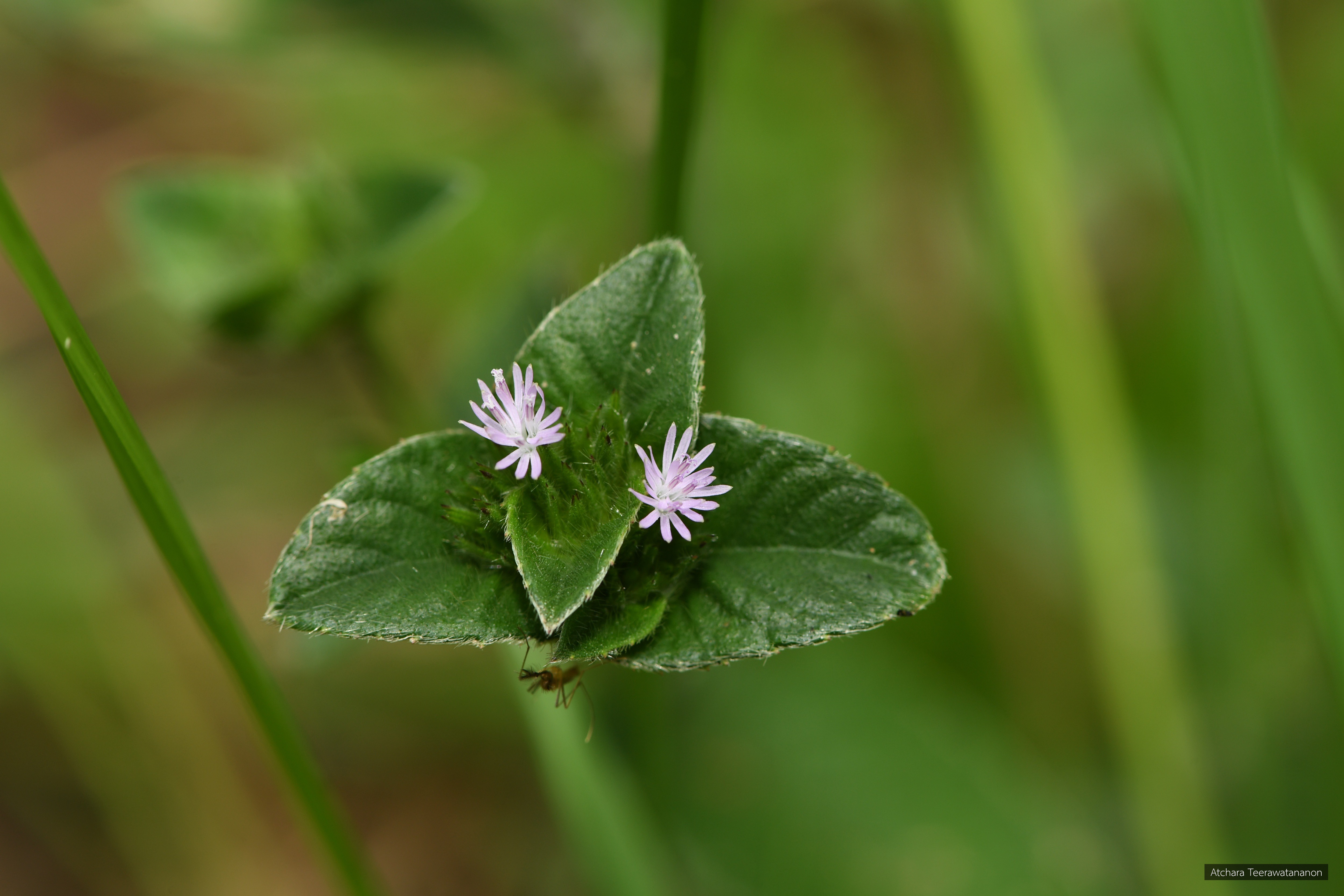 Elephantopus scaber
