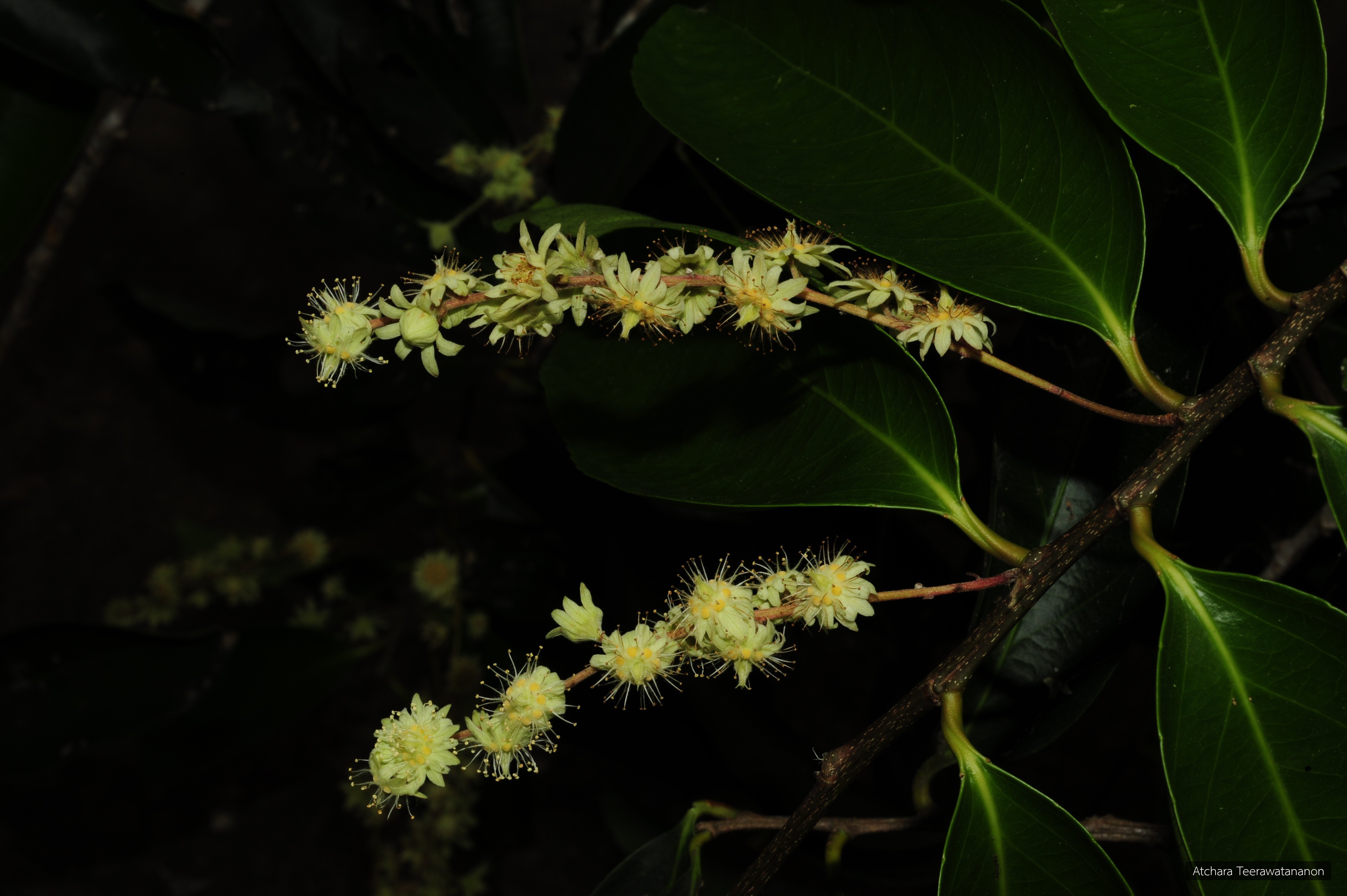 Homalium grandiflorum