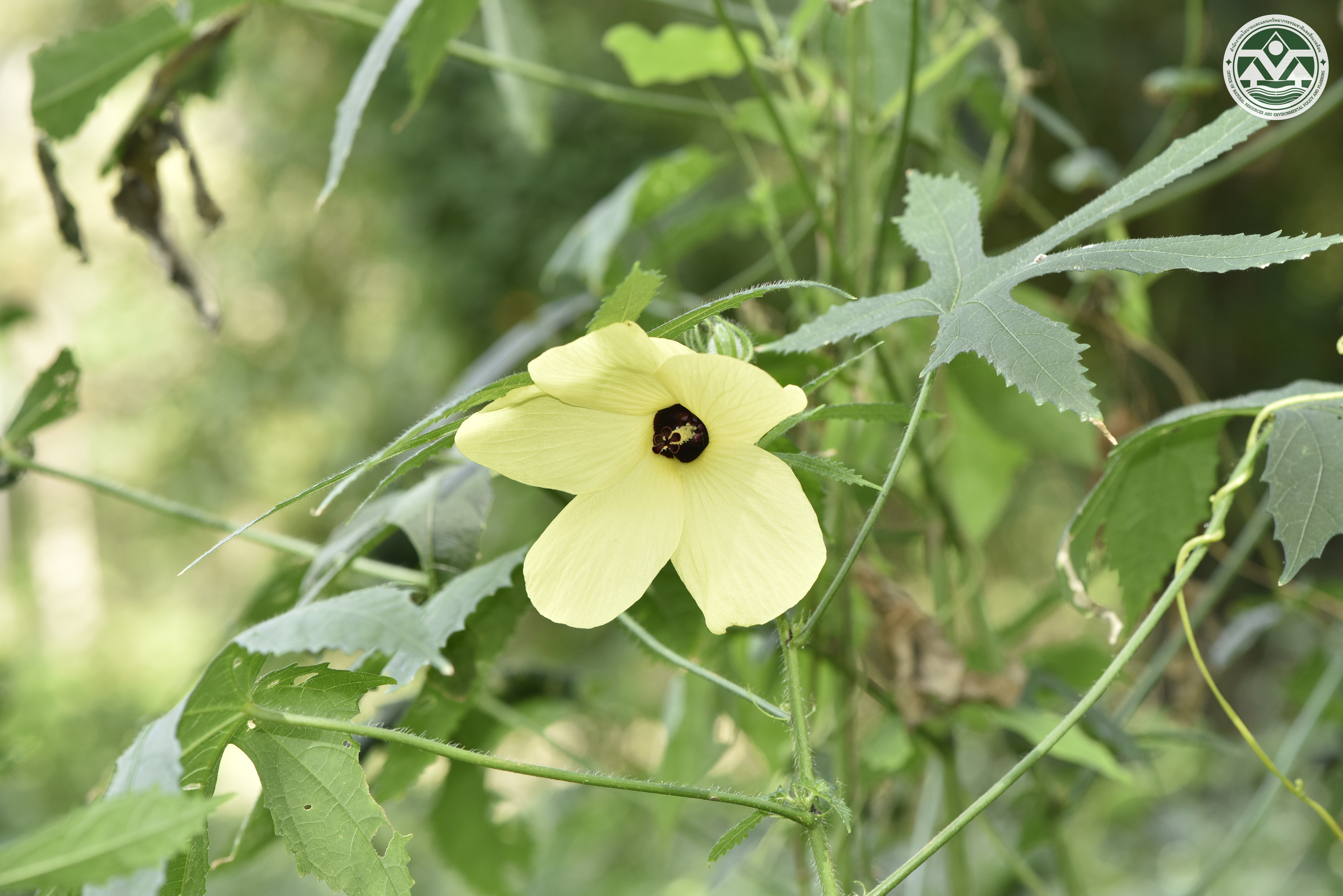 Abelmoschus moschatus