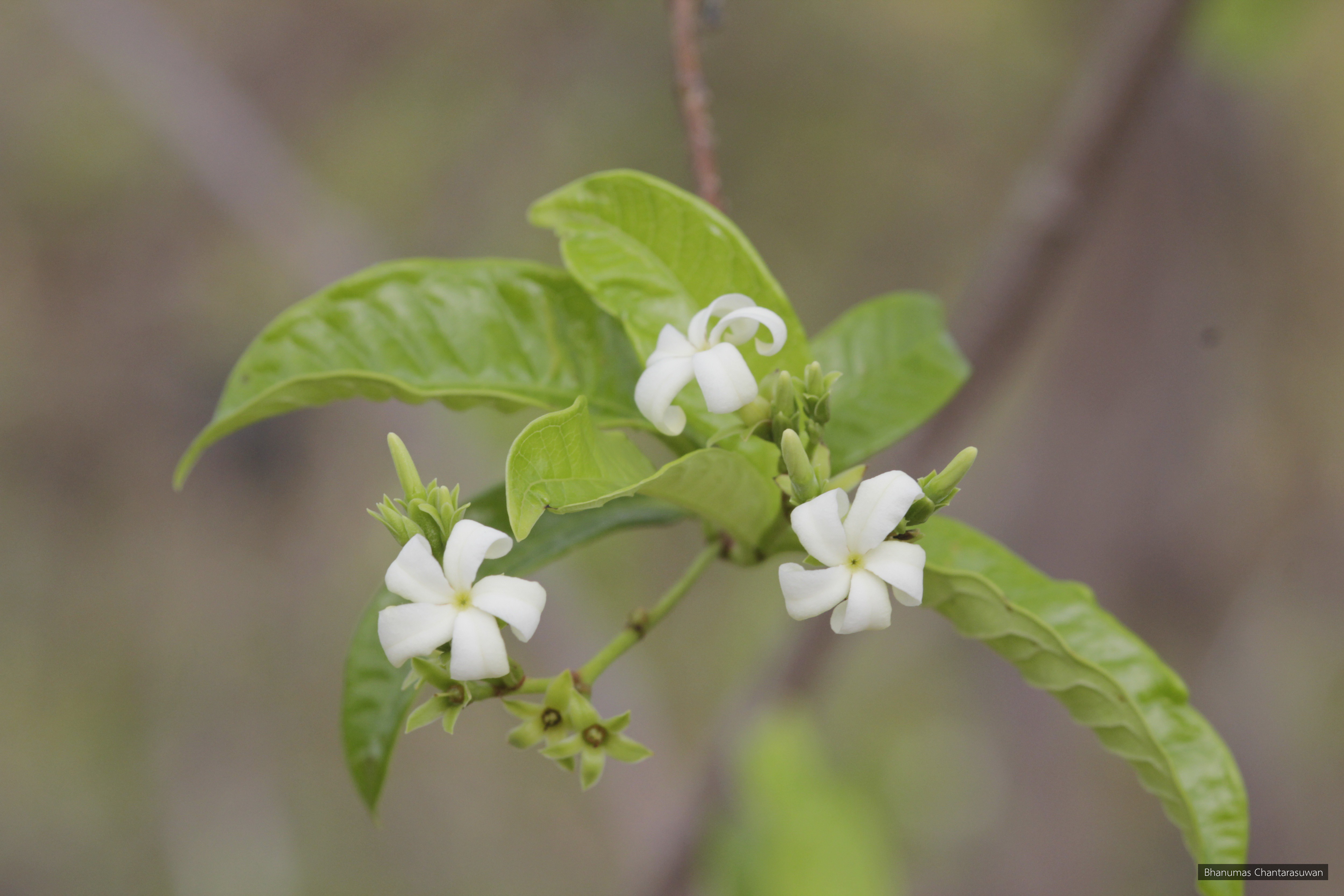 Aganosma marginata