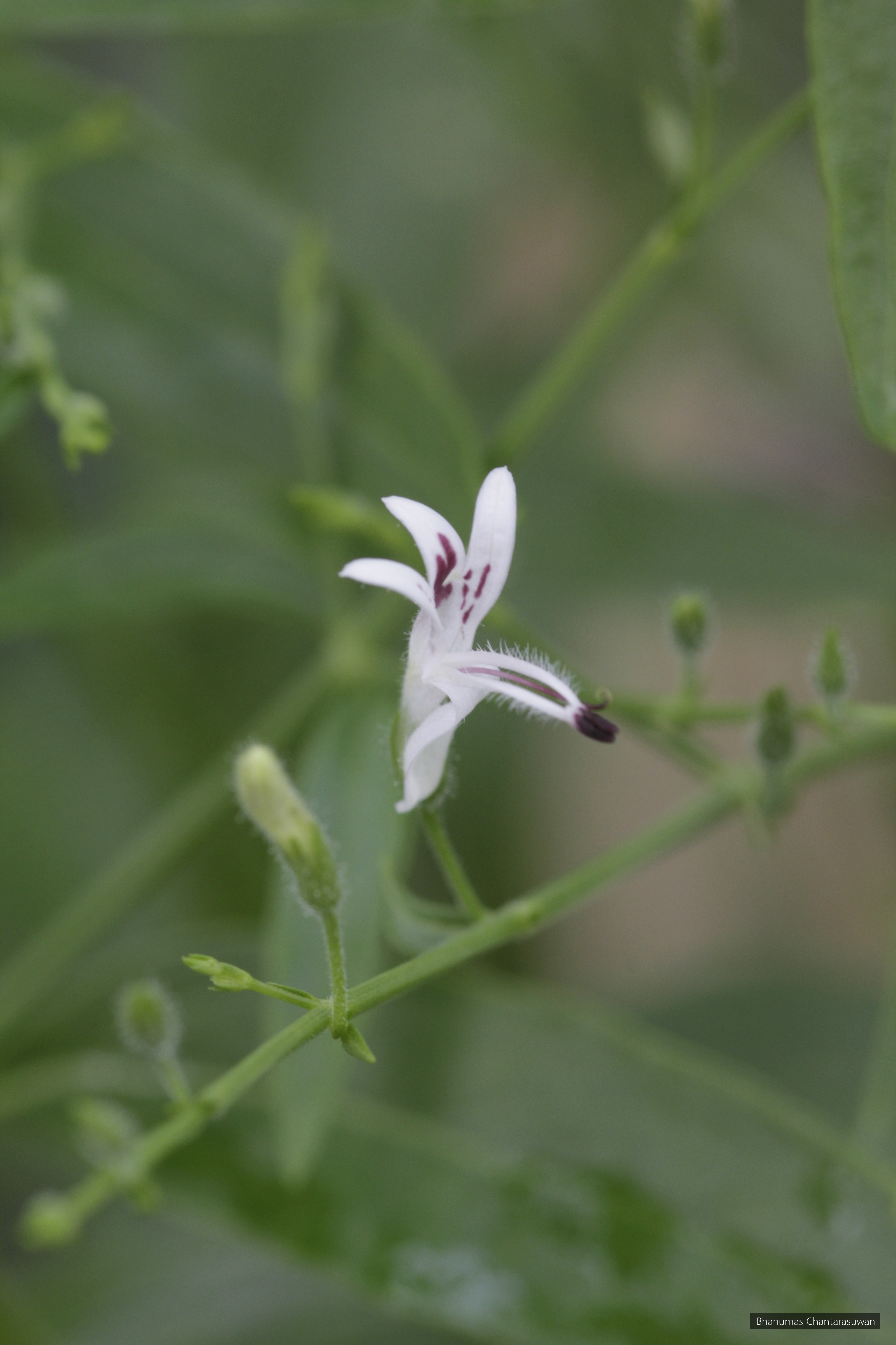 Andrographis paniculata