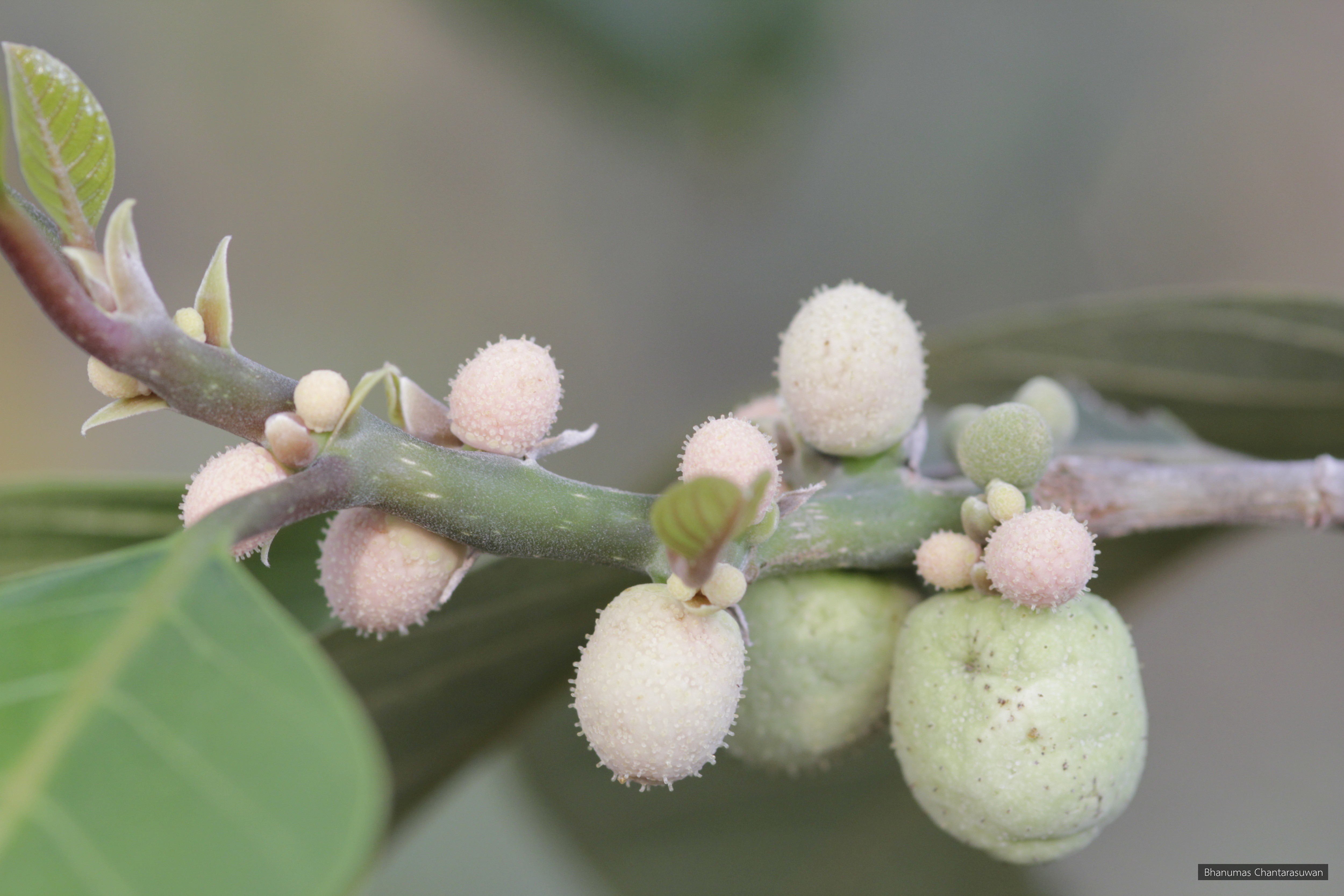  Artocarpus lacucha