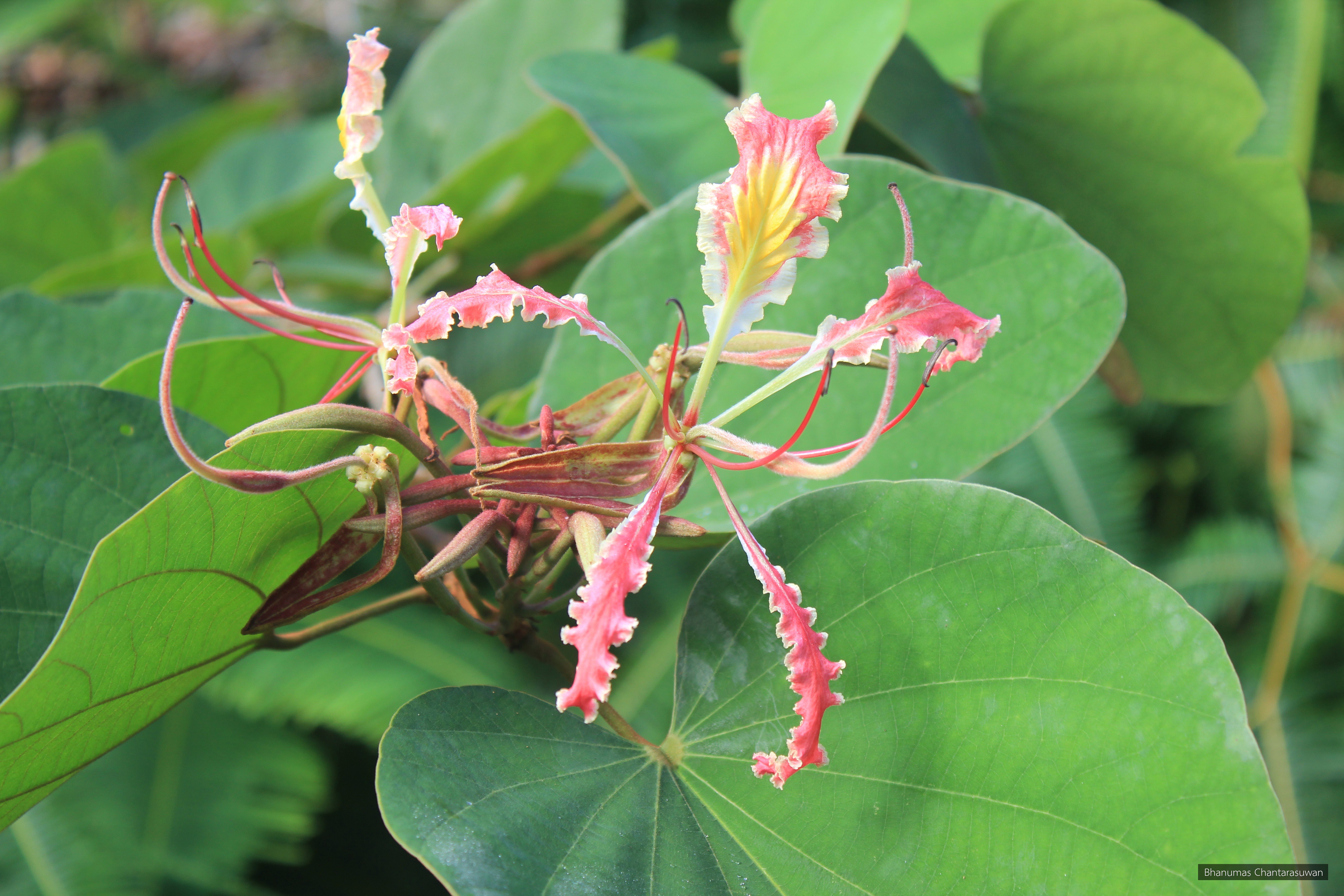 Bauhinia pottsii
