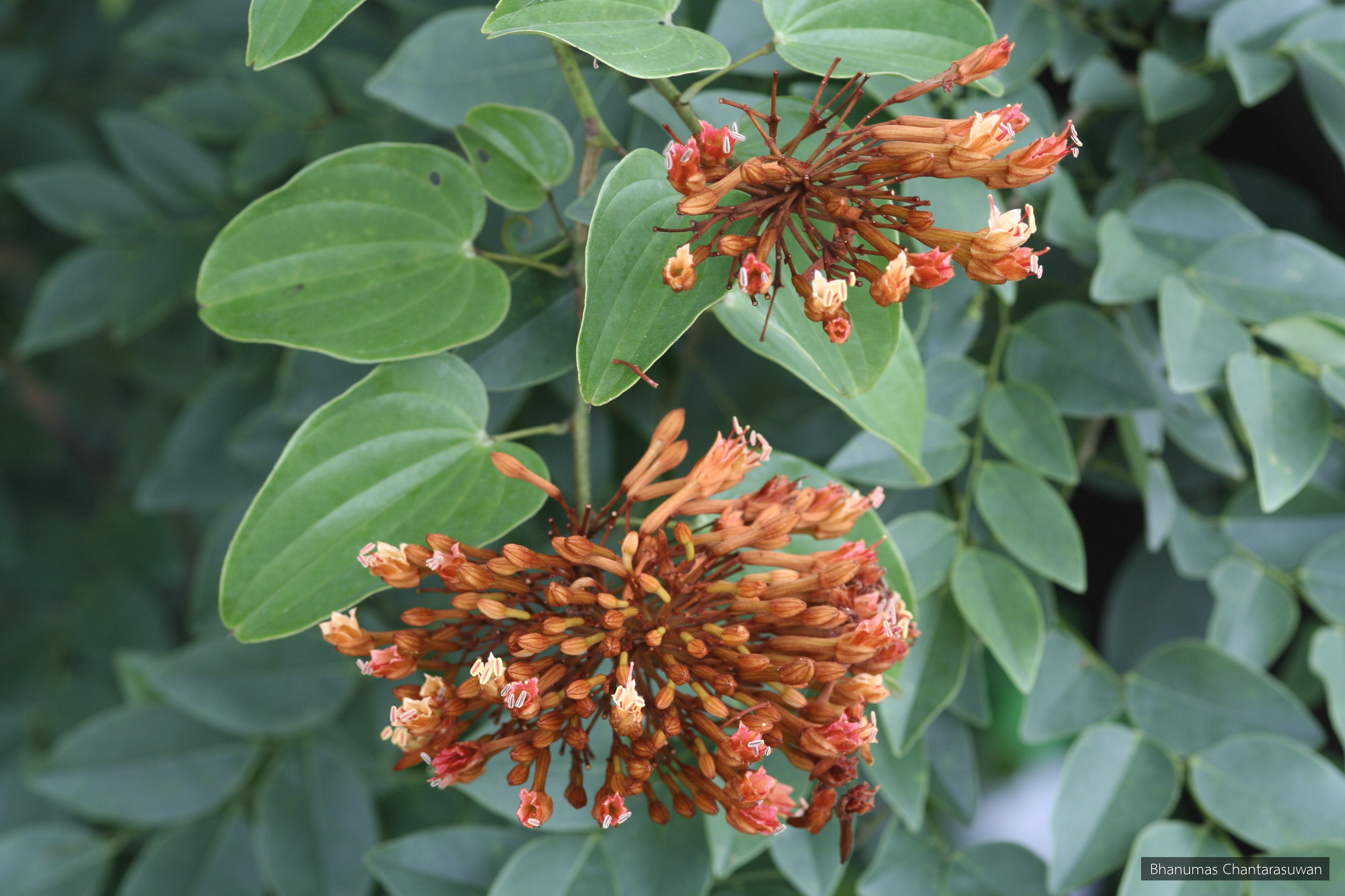Bauhinia sirindhorniae