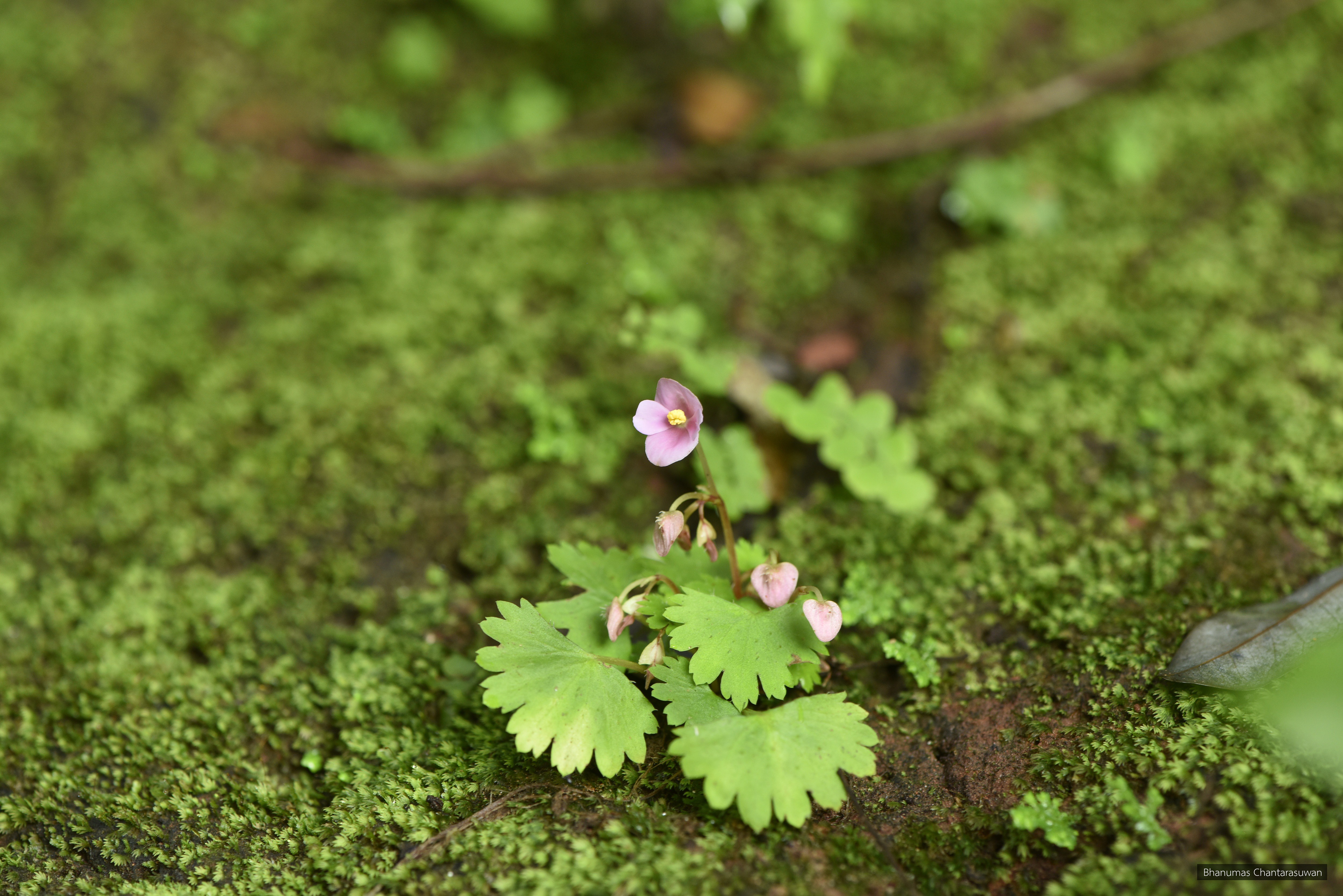 Begonia hymenophylla
