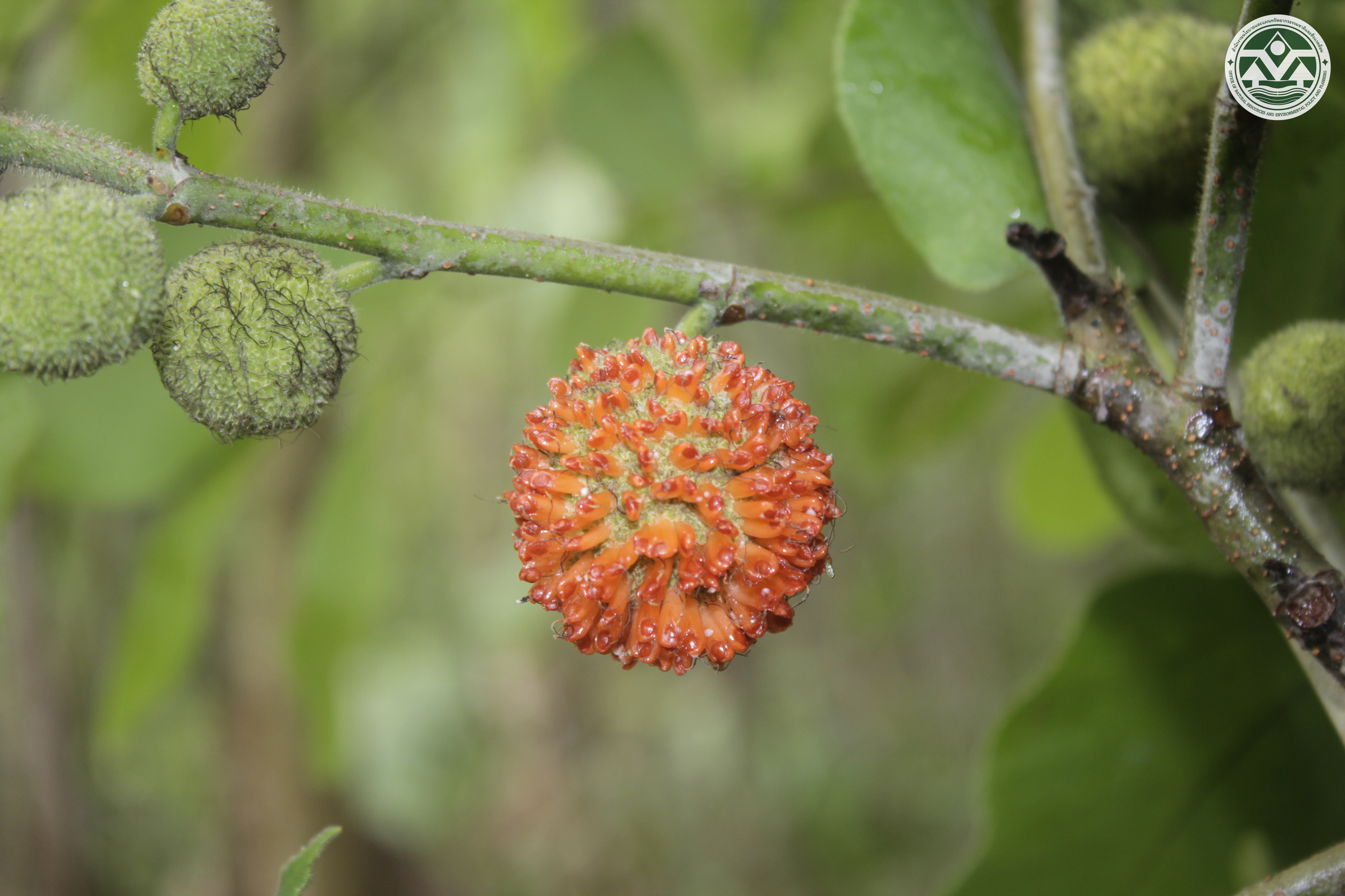 Broussonetia papyrifera