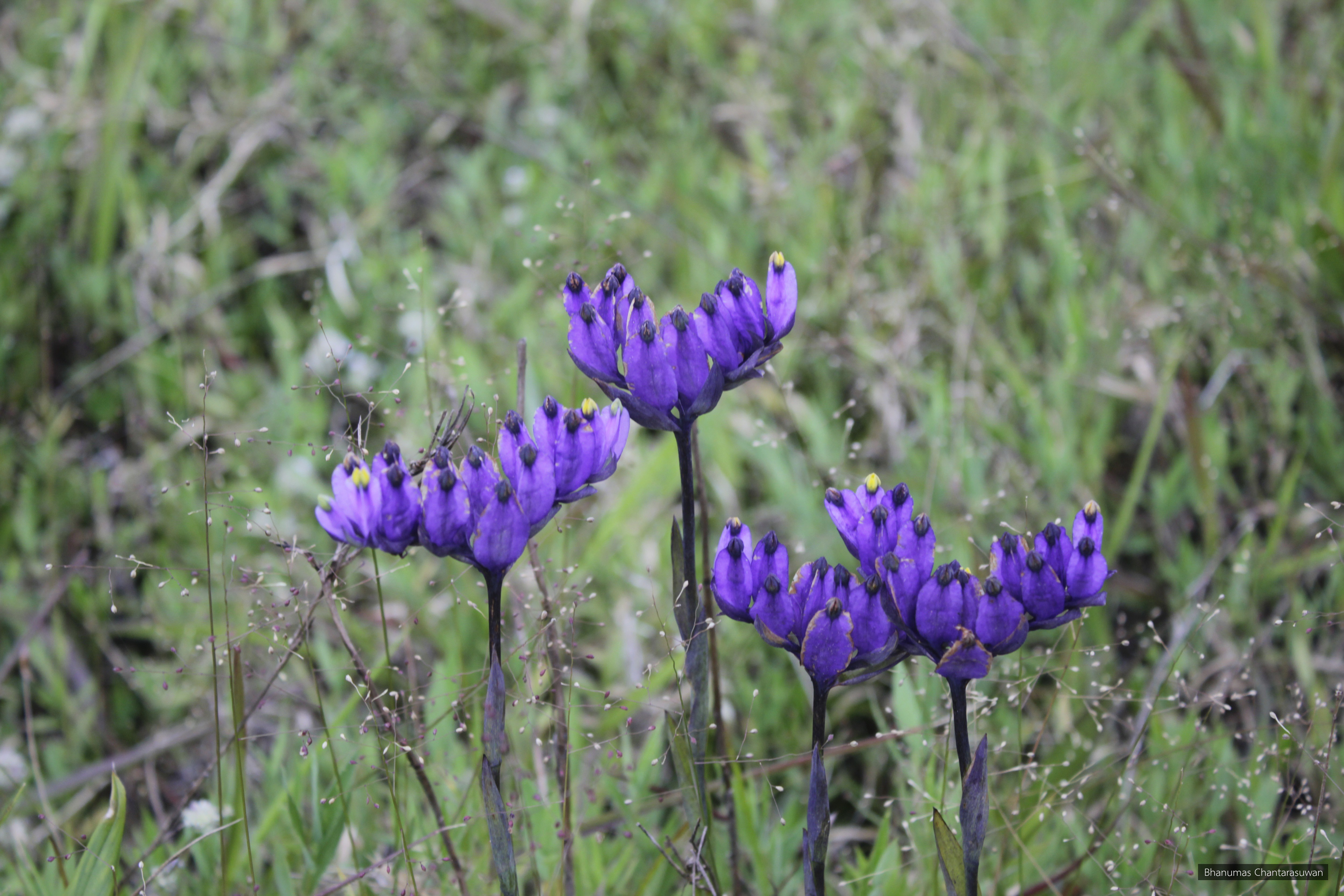 Burmannia disticha