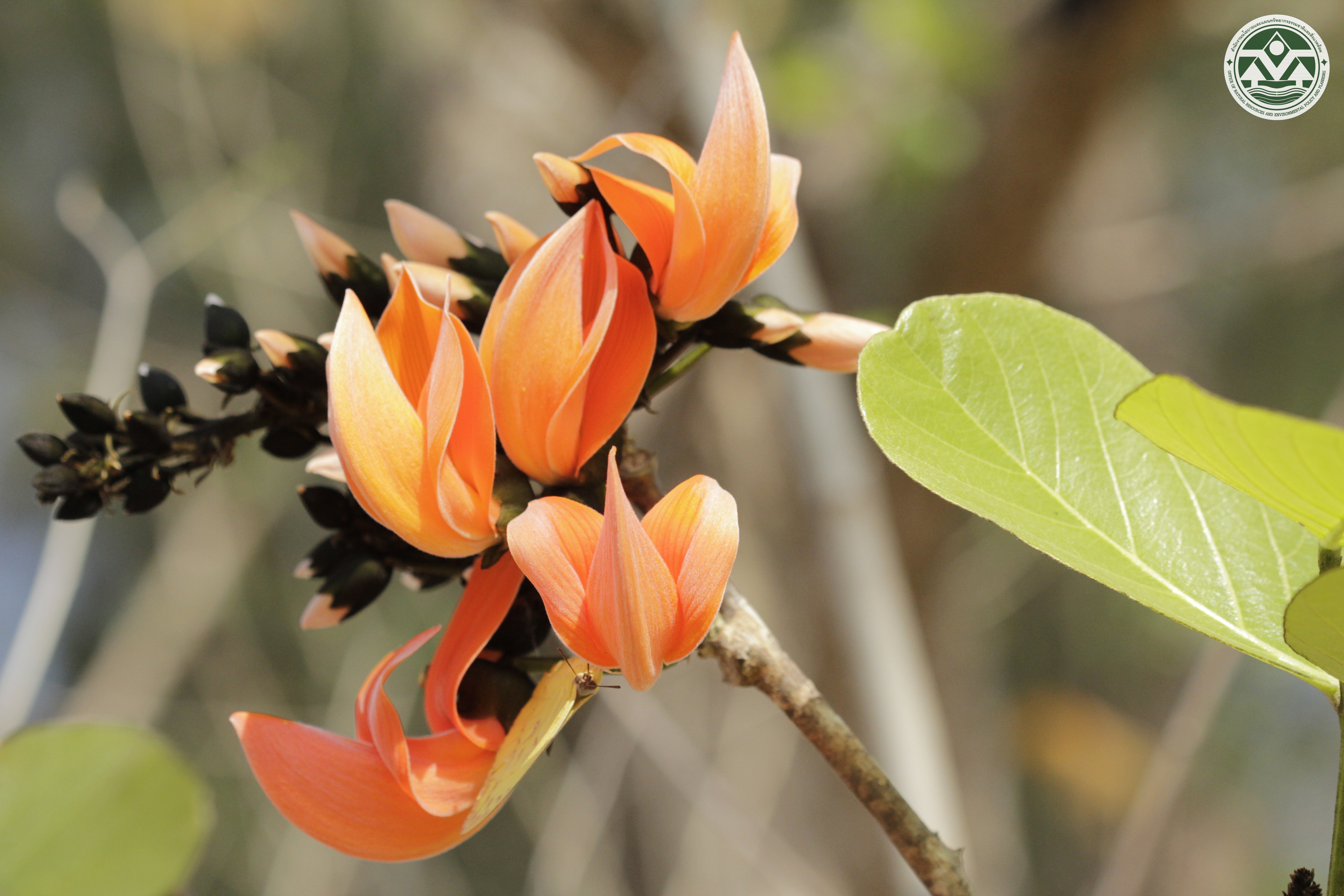 Butea monosperma