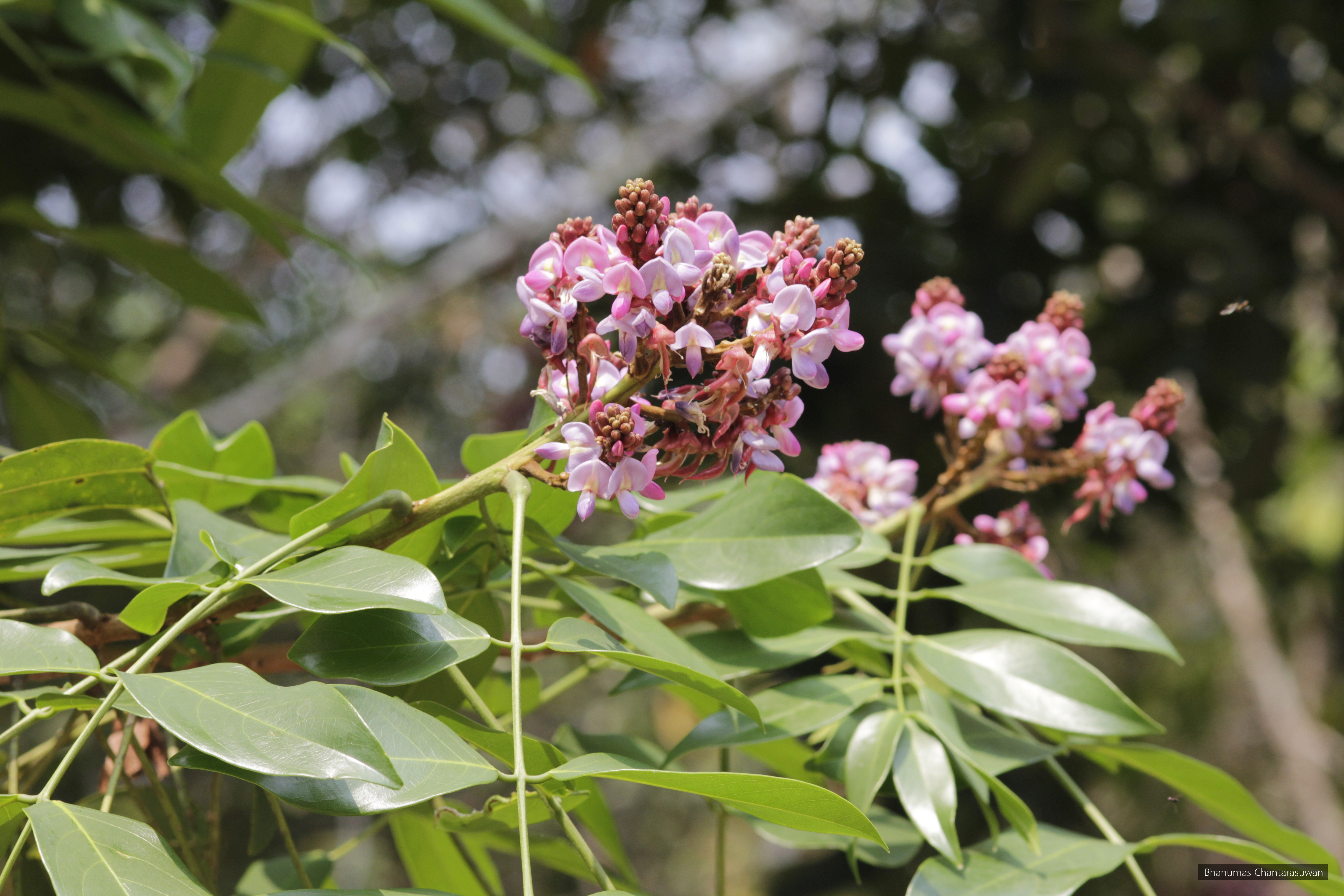 Callerya atropurpurea