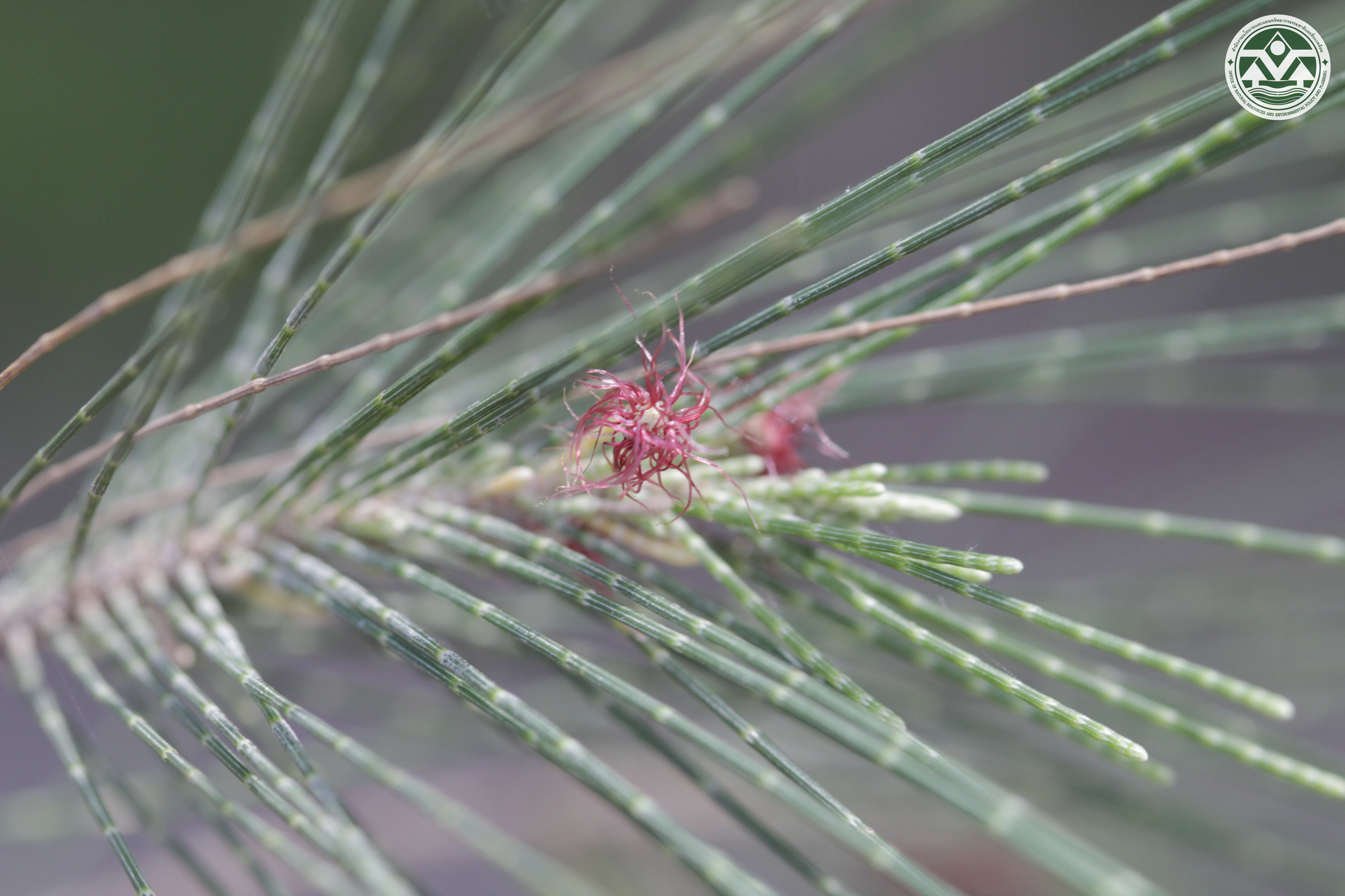 Casuarina equisetifolia