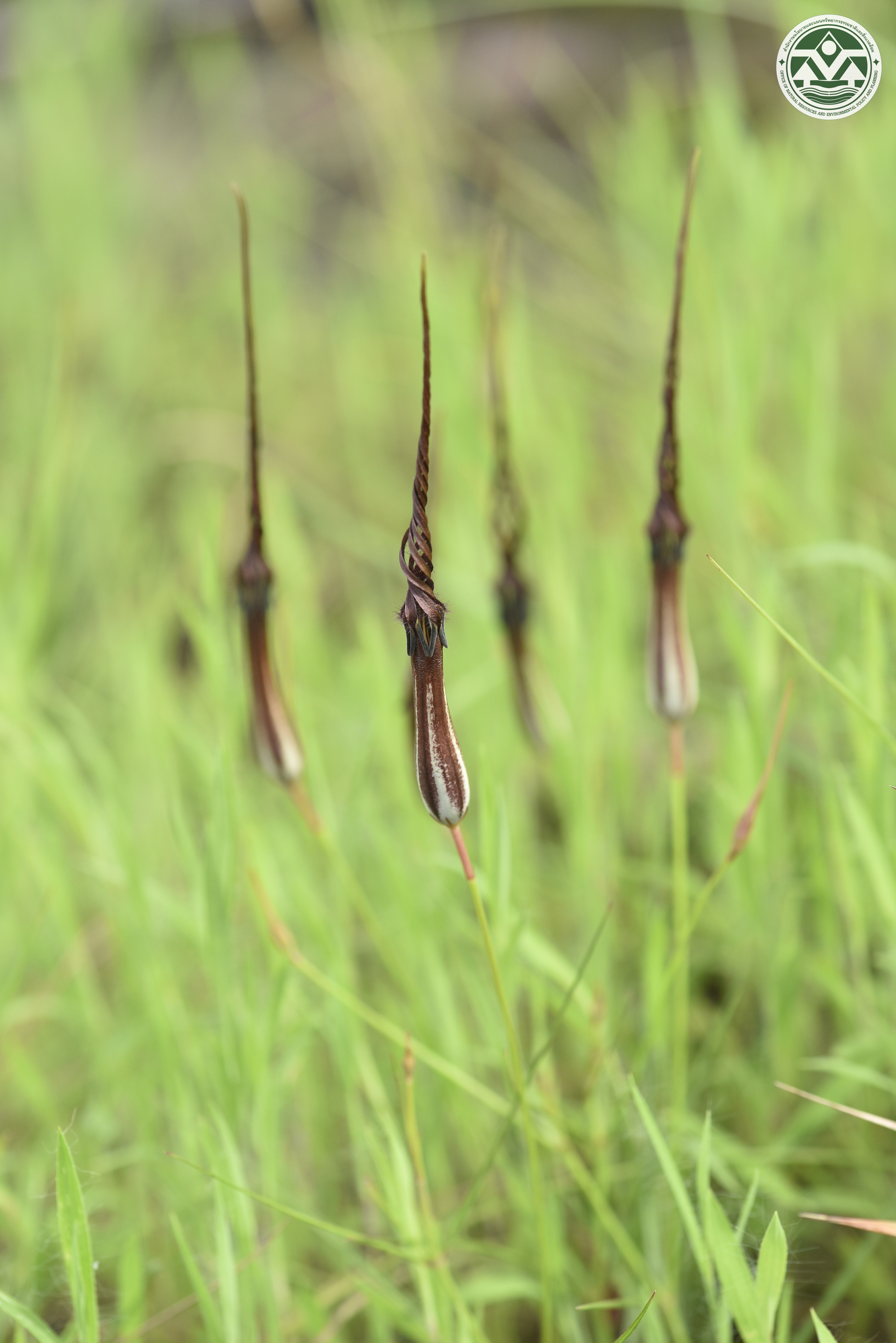 Ceropegia suddeei