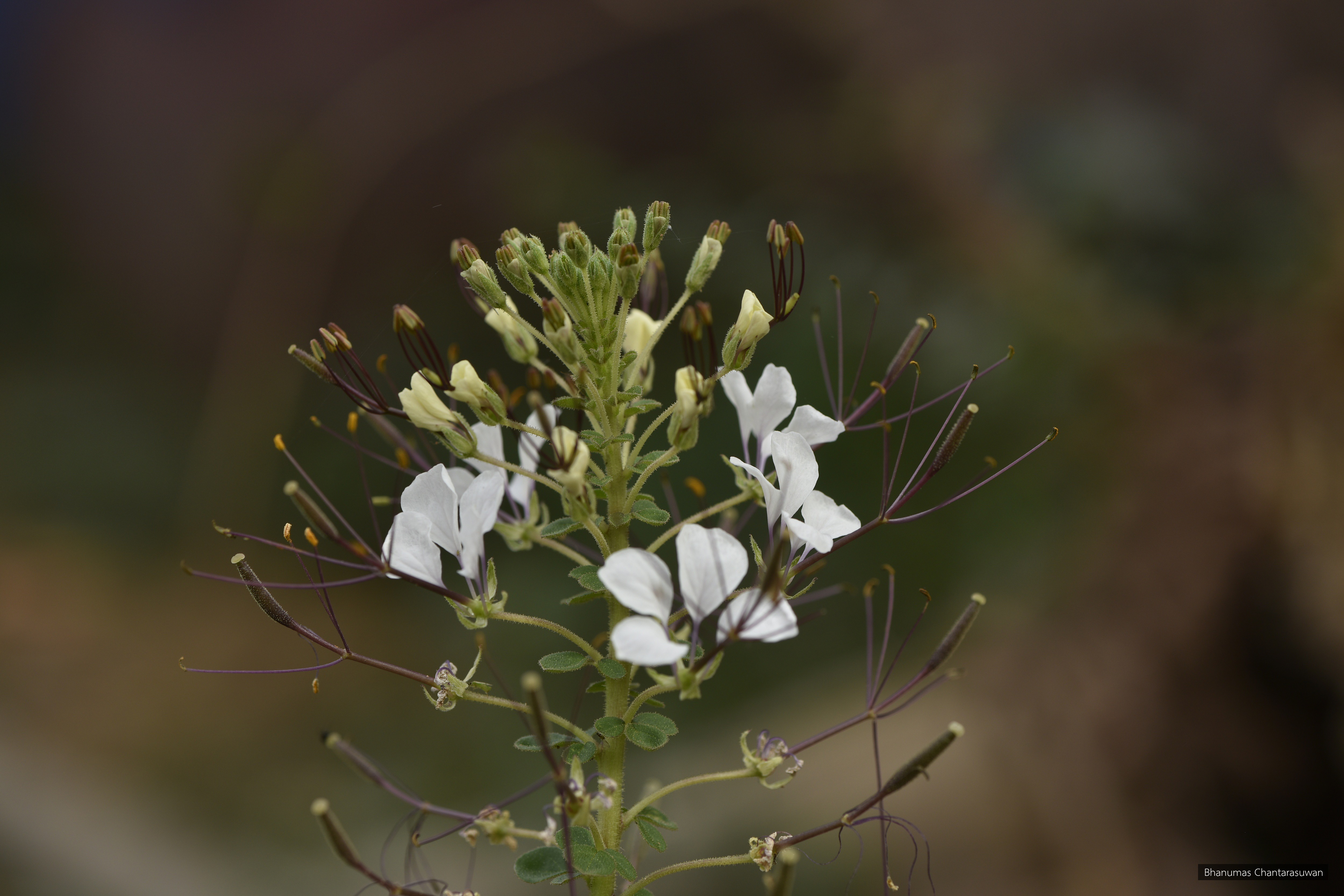 Cleome gynandra