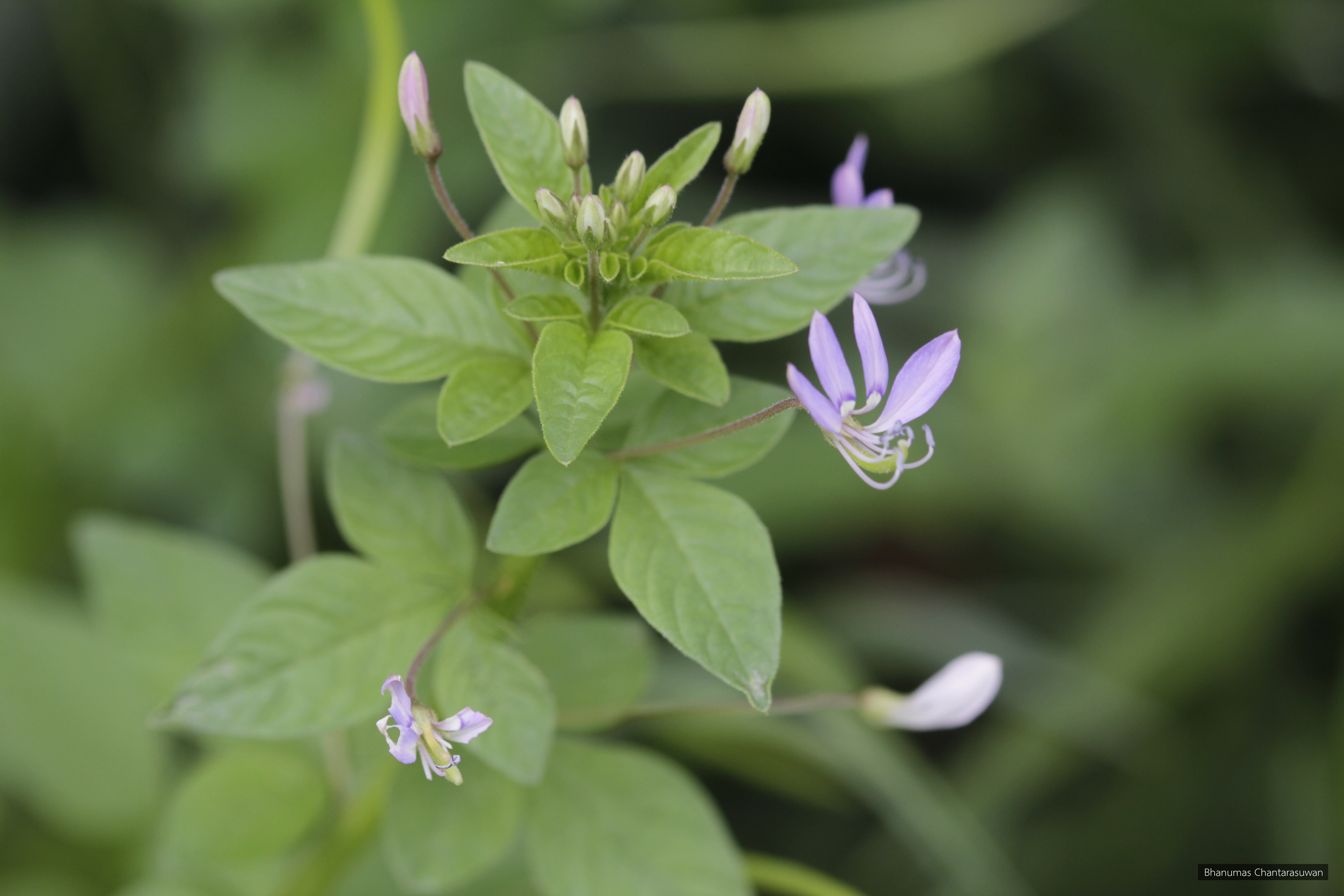 Cleome rutidosperma