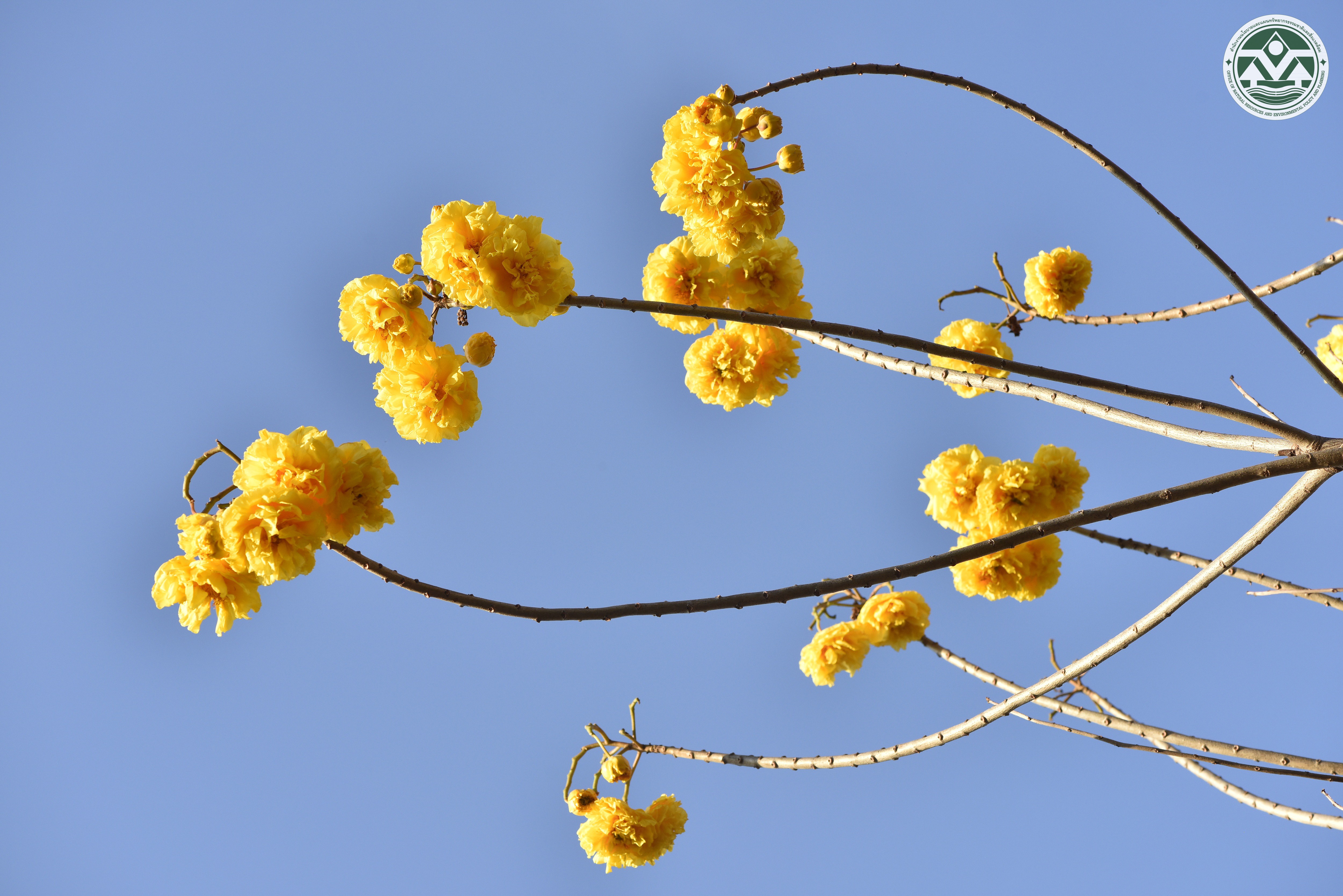 Cochlospermum regium
