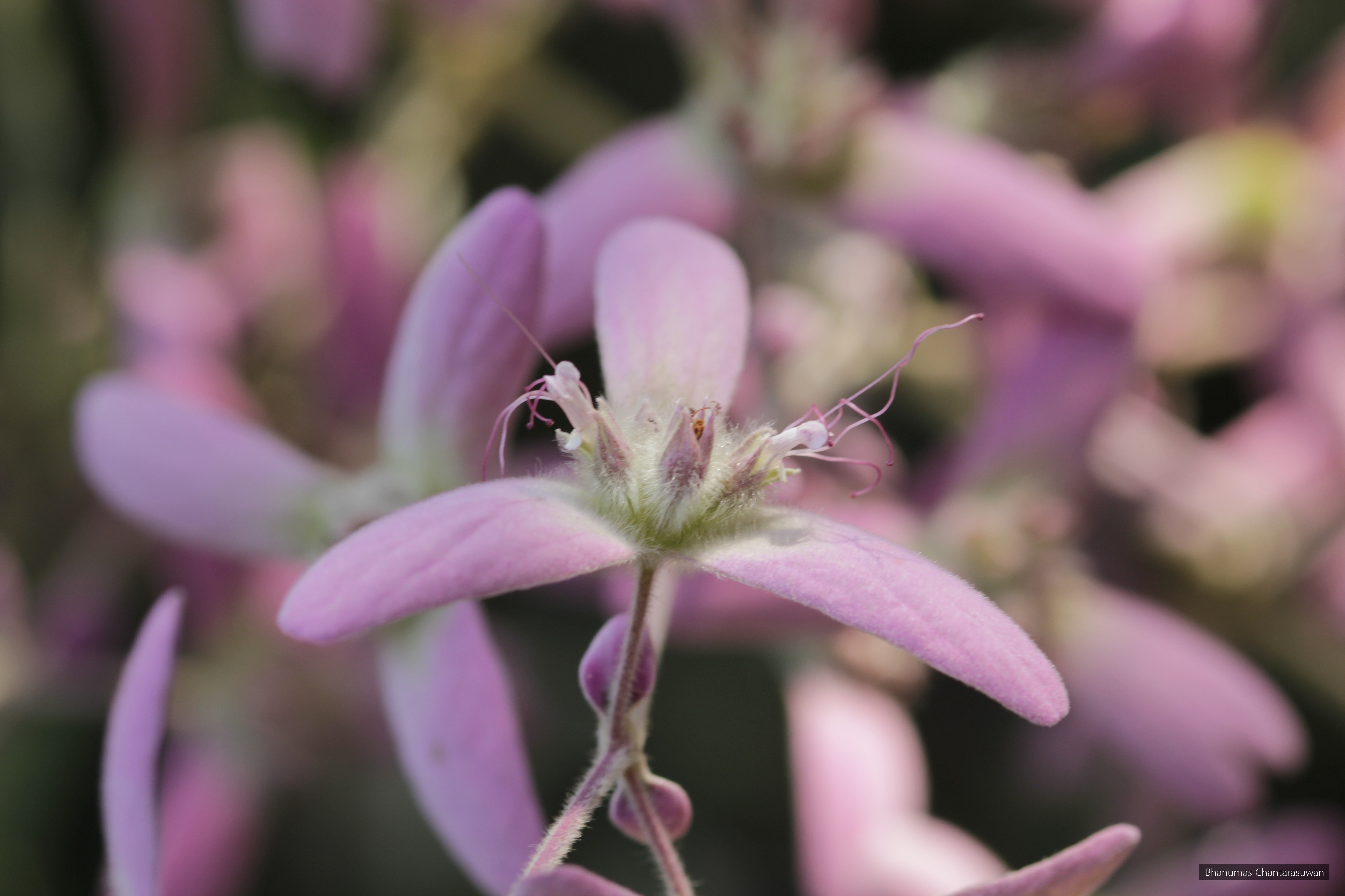 Congea tomentosa