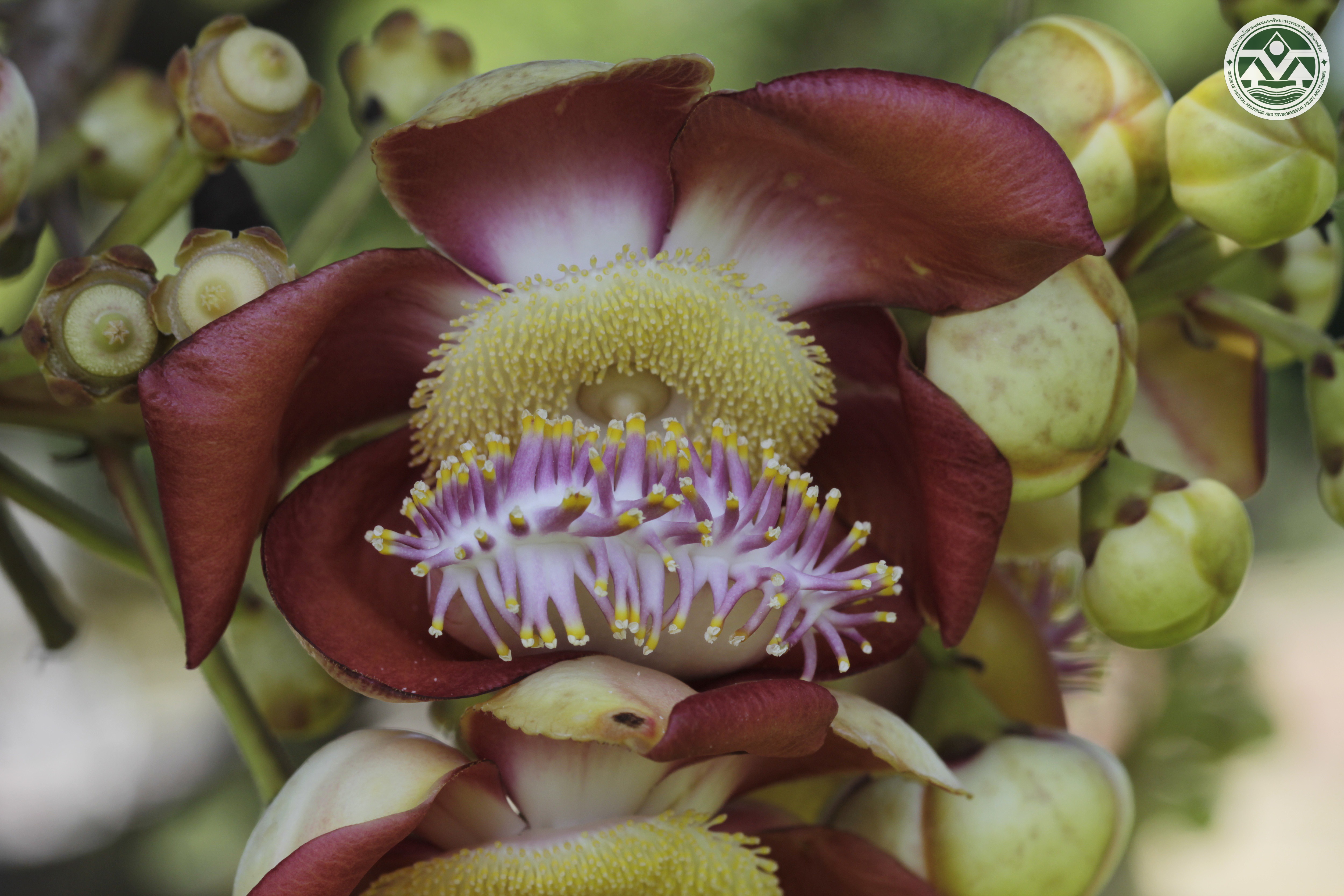 Couroupita guianensis