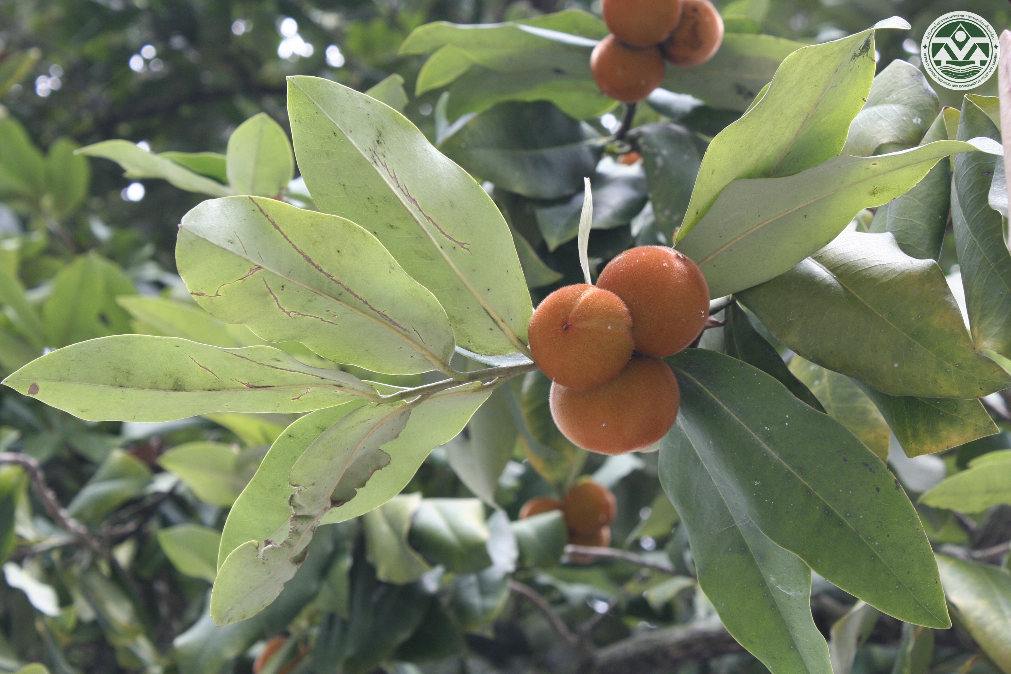 Diospyros blancoi