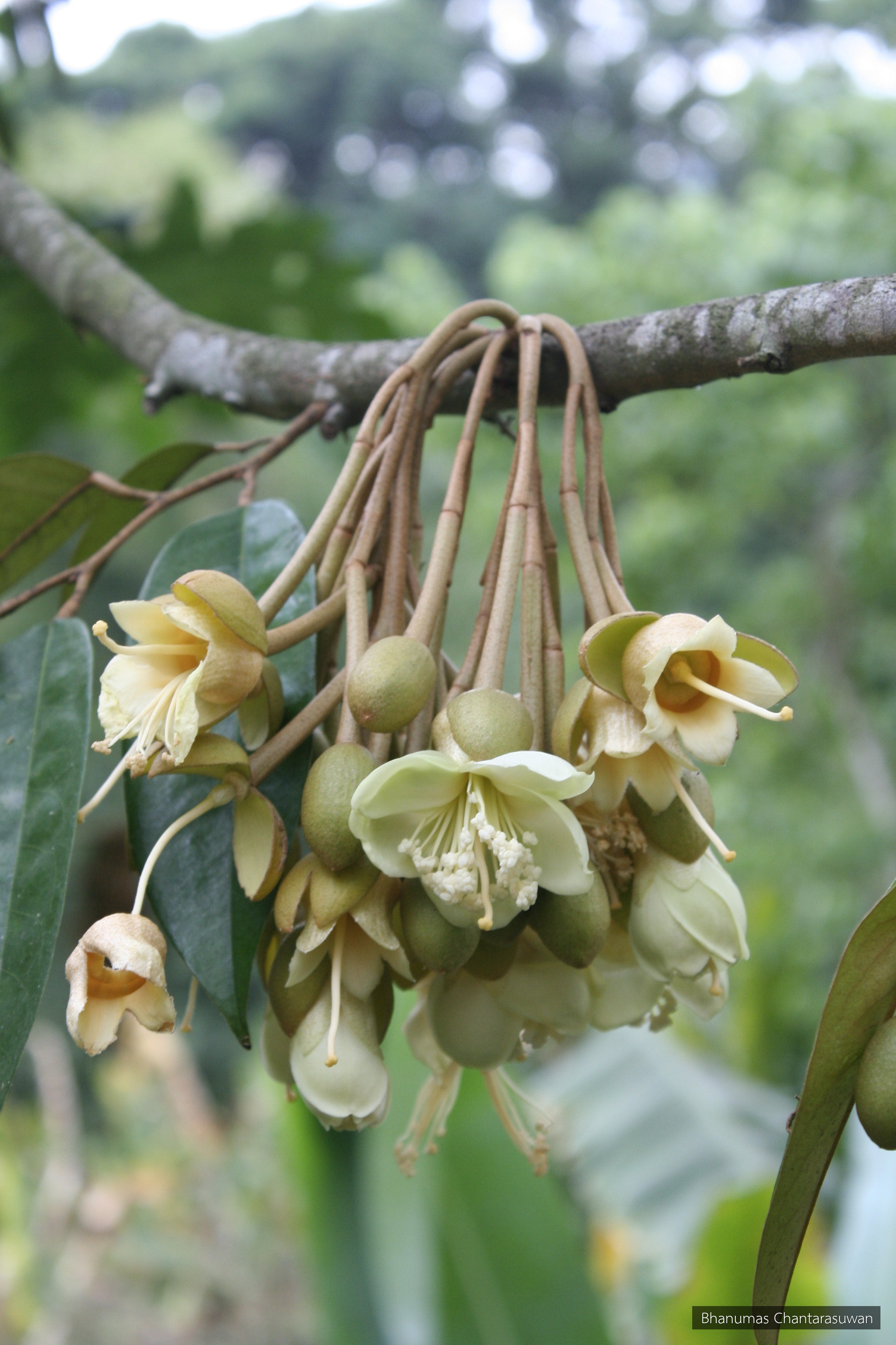 Durio zibethinus