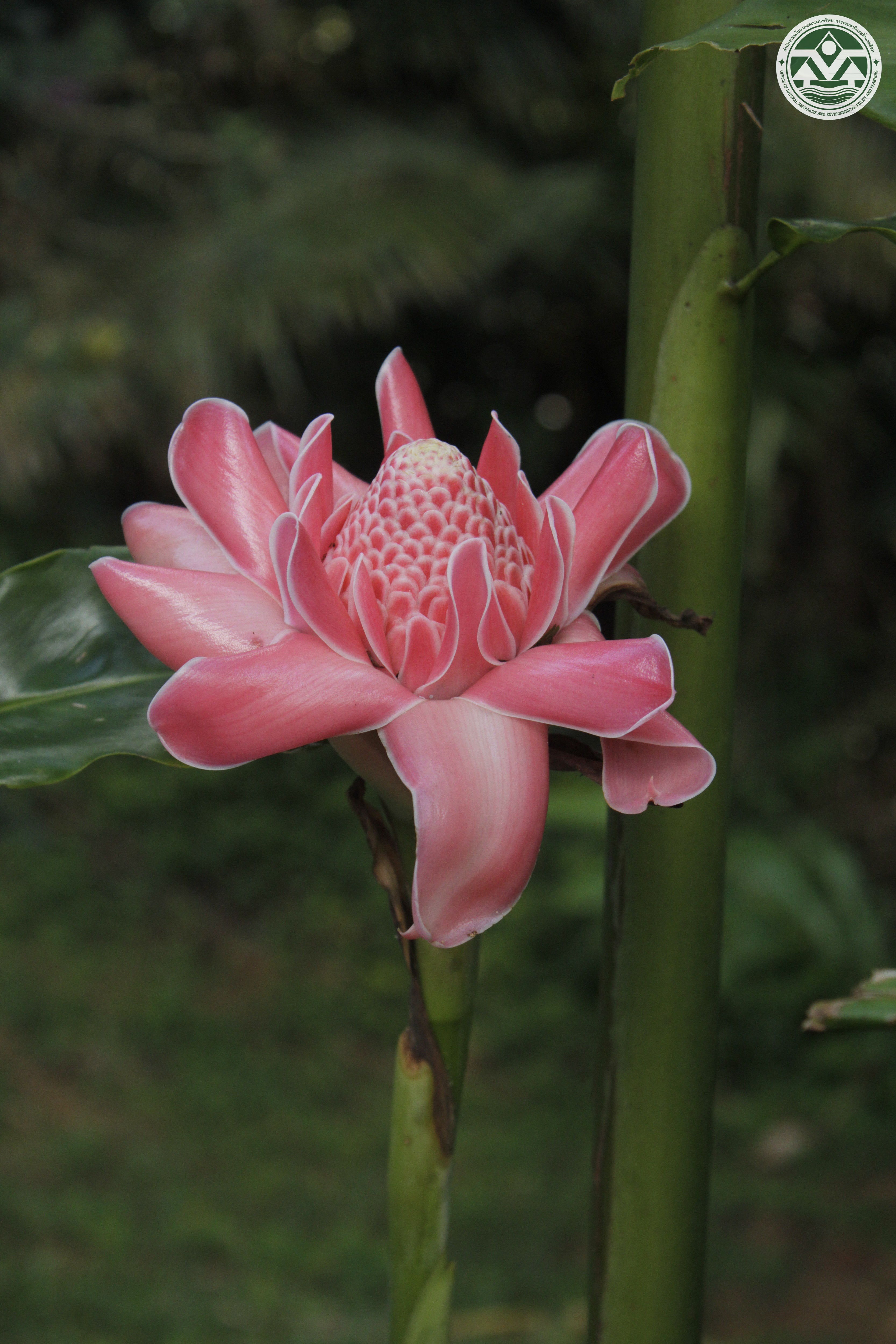 Etlingera elatior