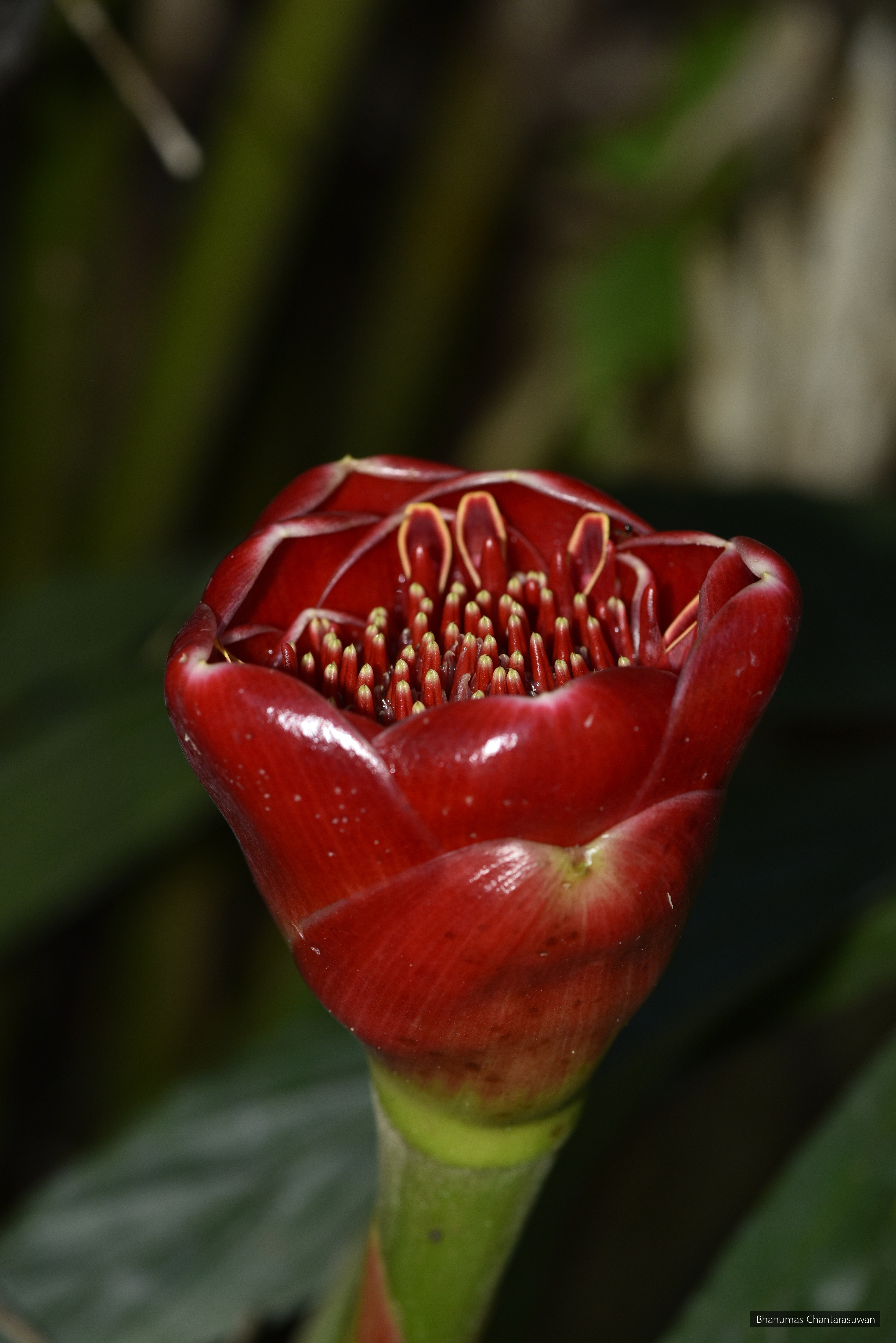Etlingera fulgens