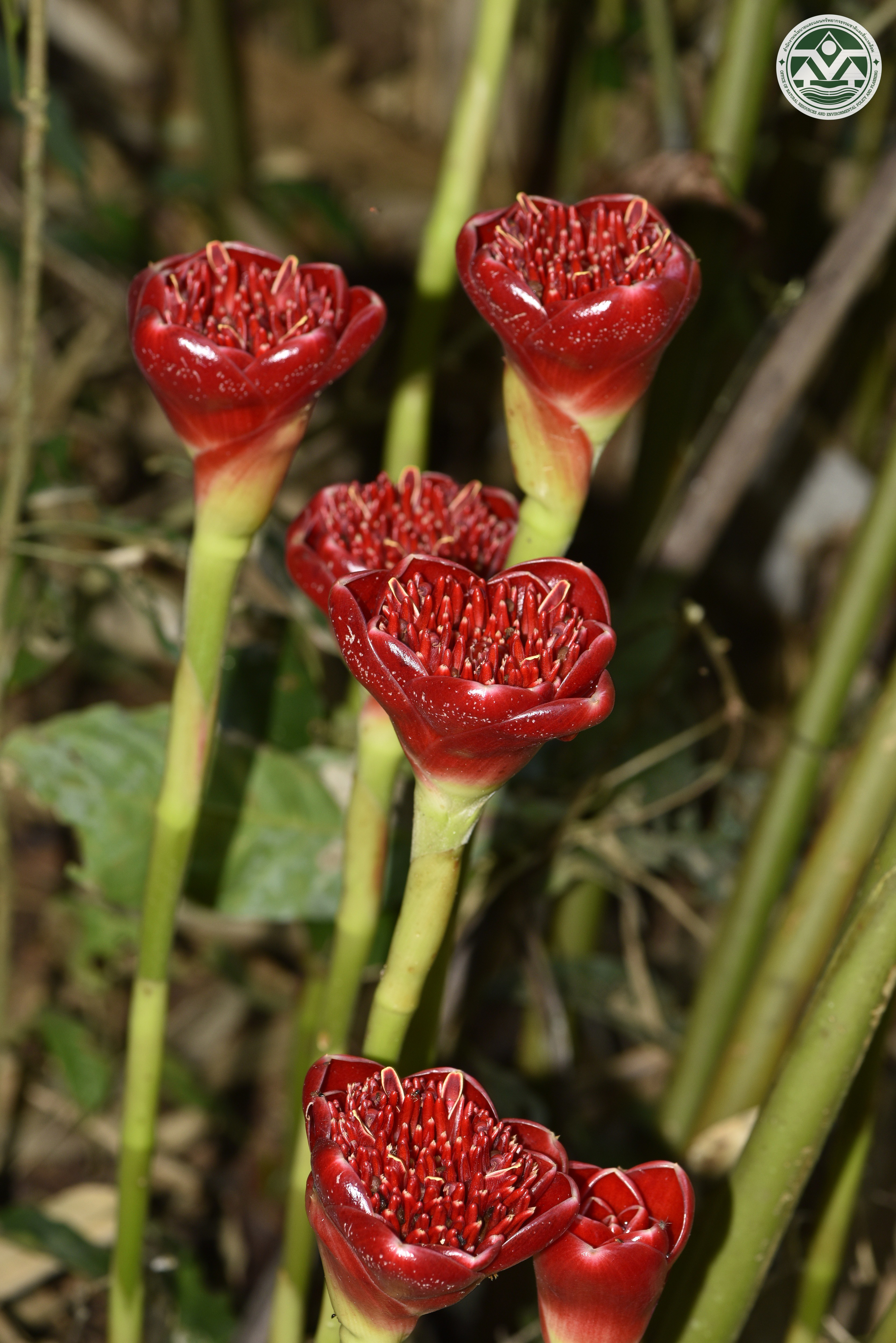 Etlingera fulgens