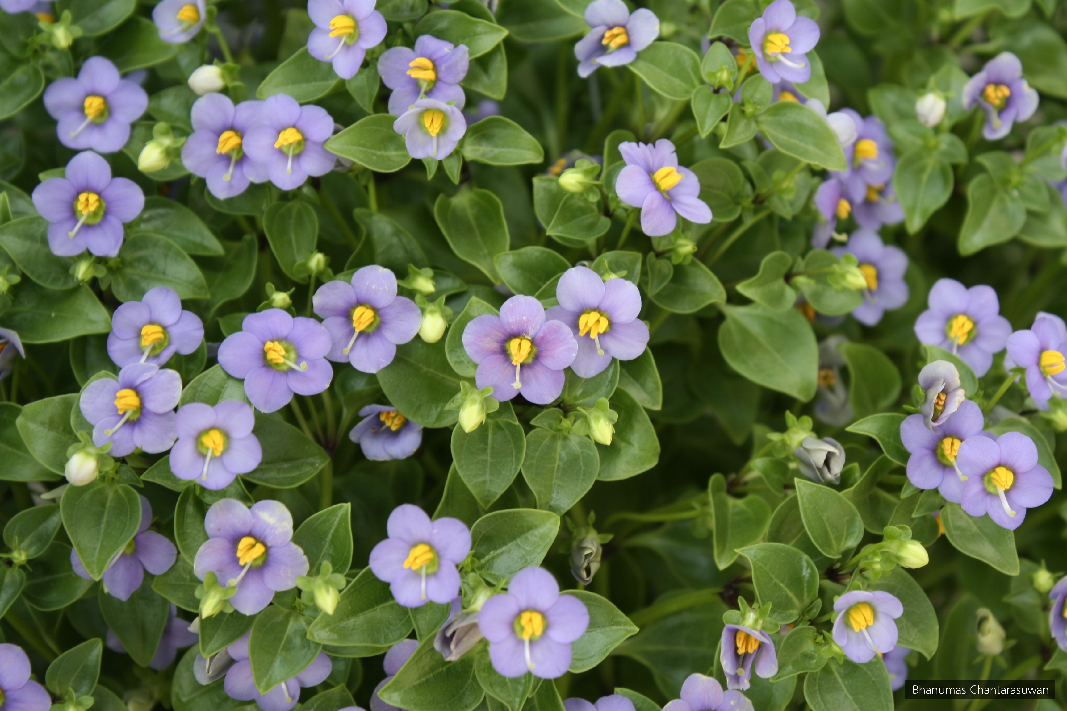 Exacum affine