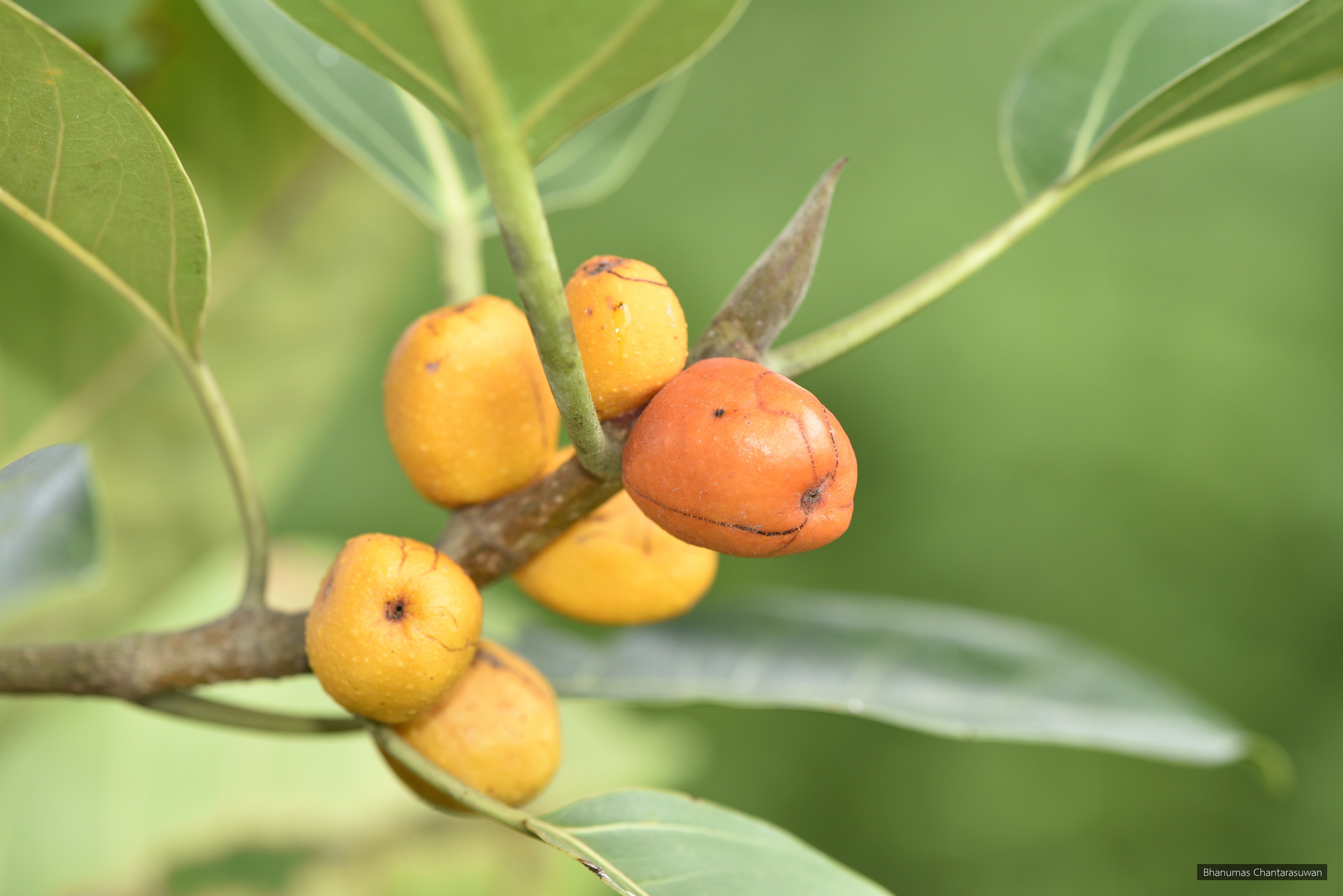  Ficus altissima