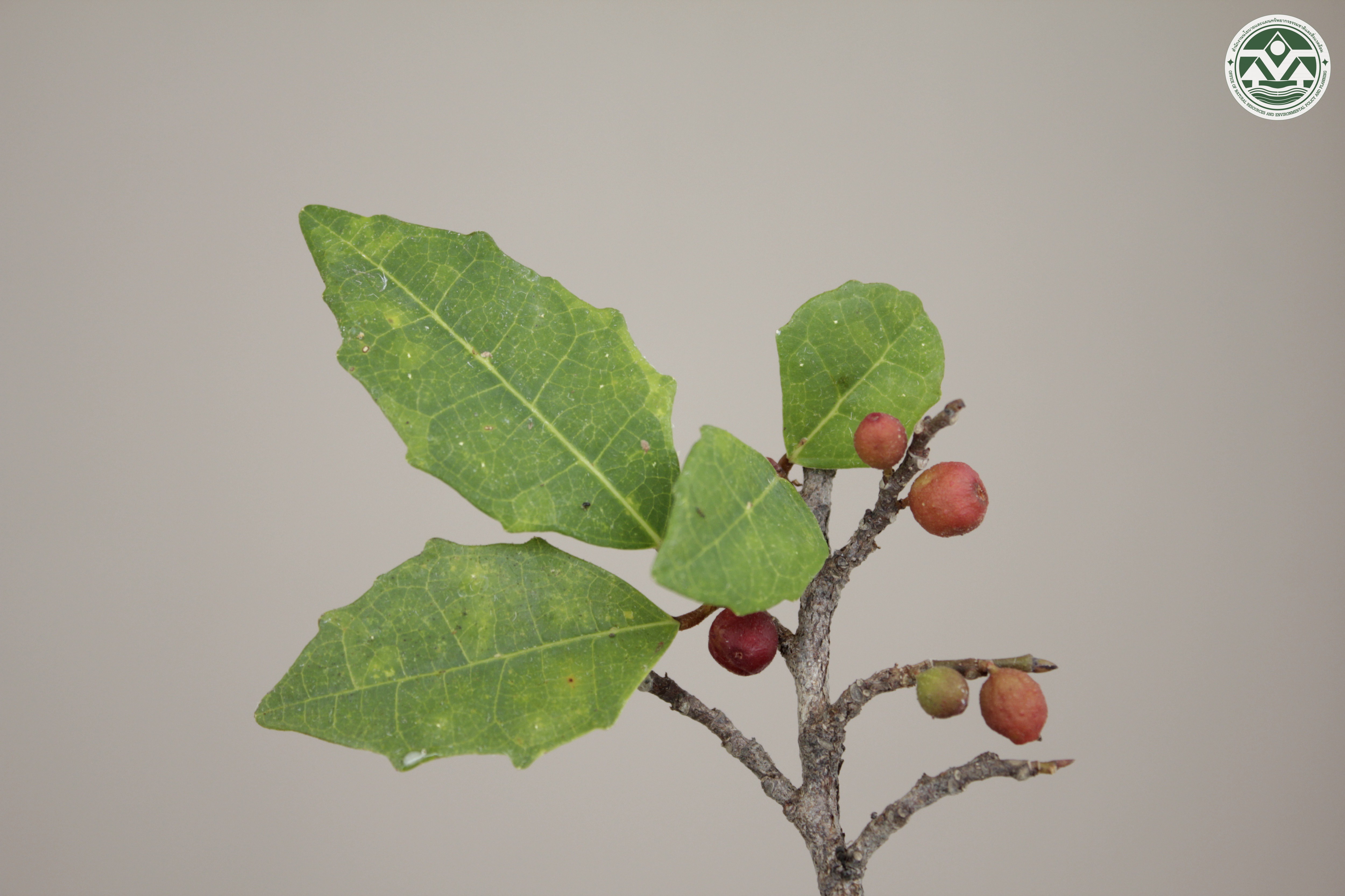 Ficus anastomosans