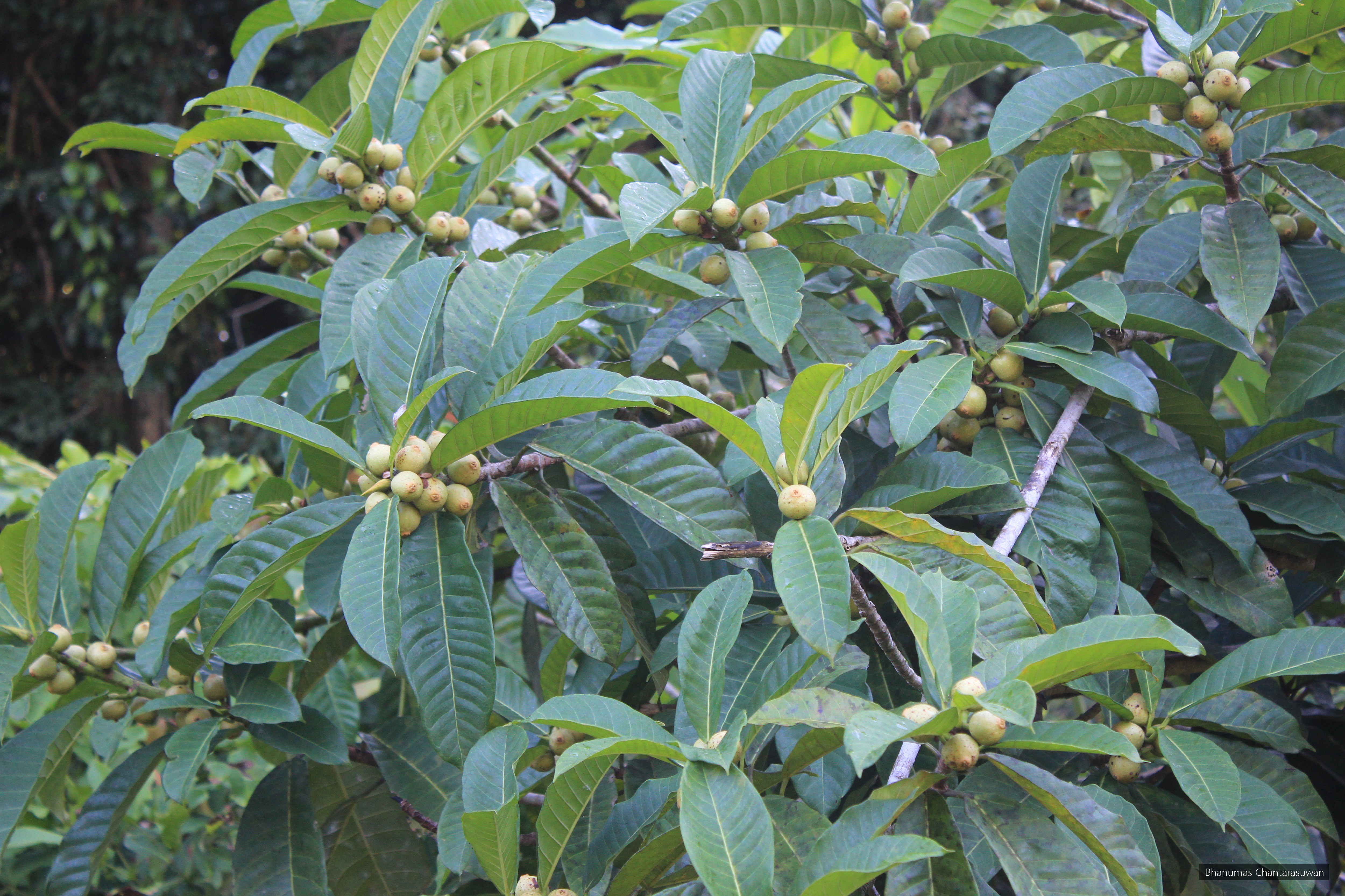 Ficus annulata