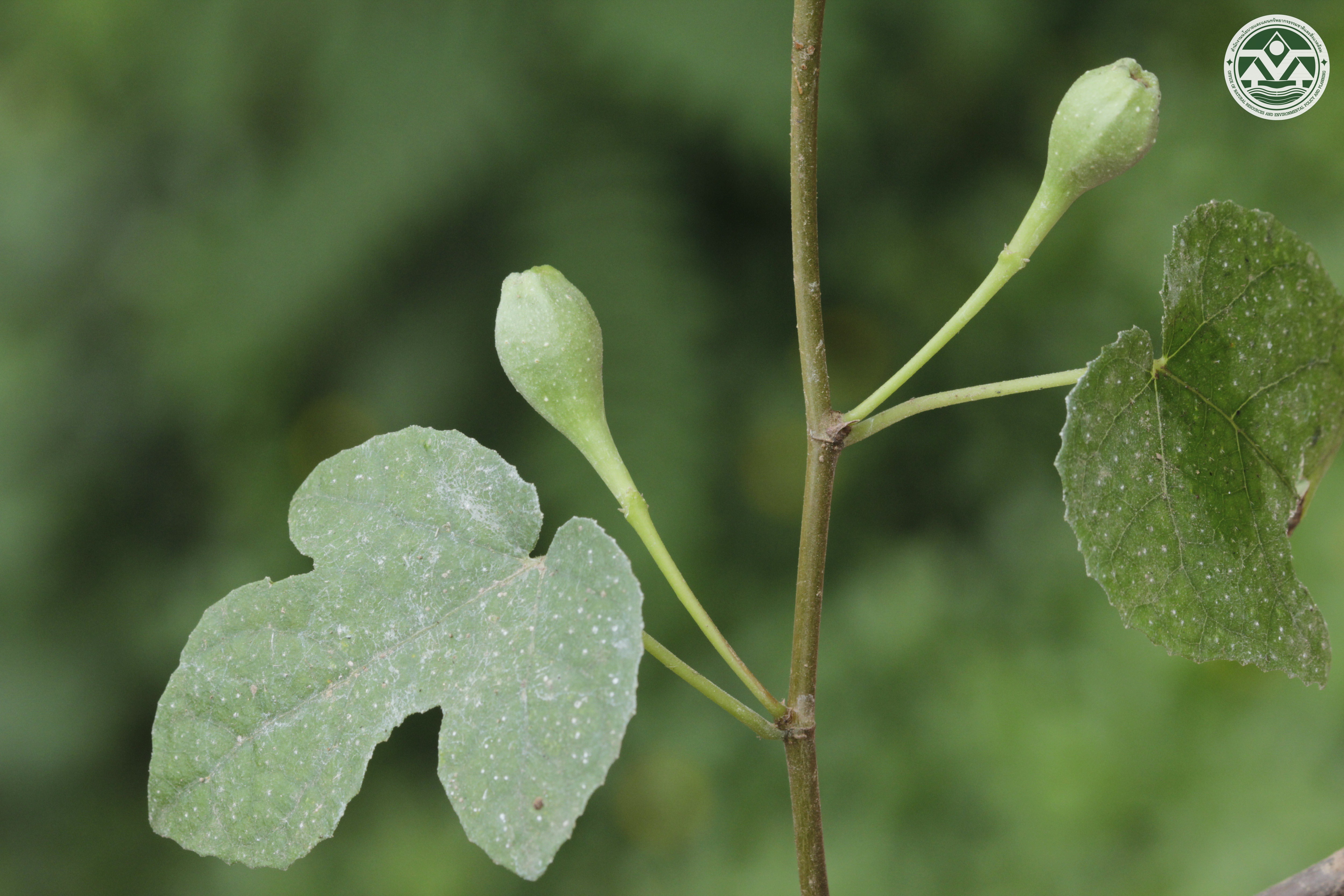 Ficus assamica