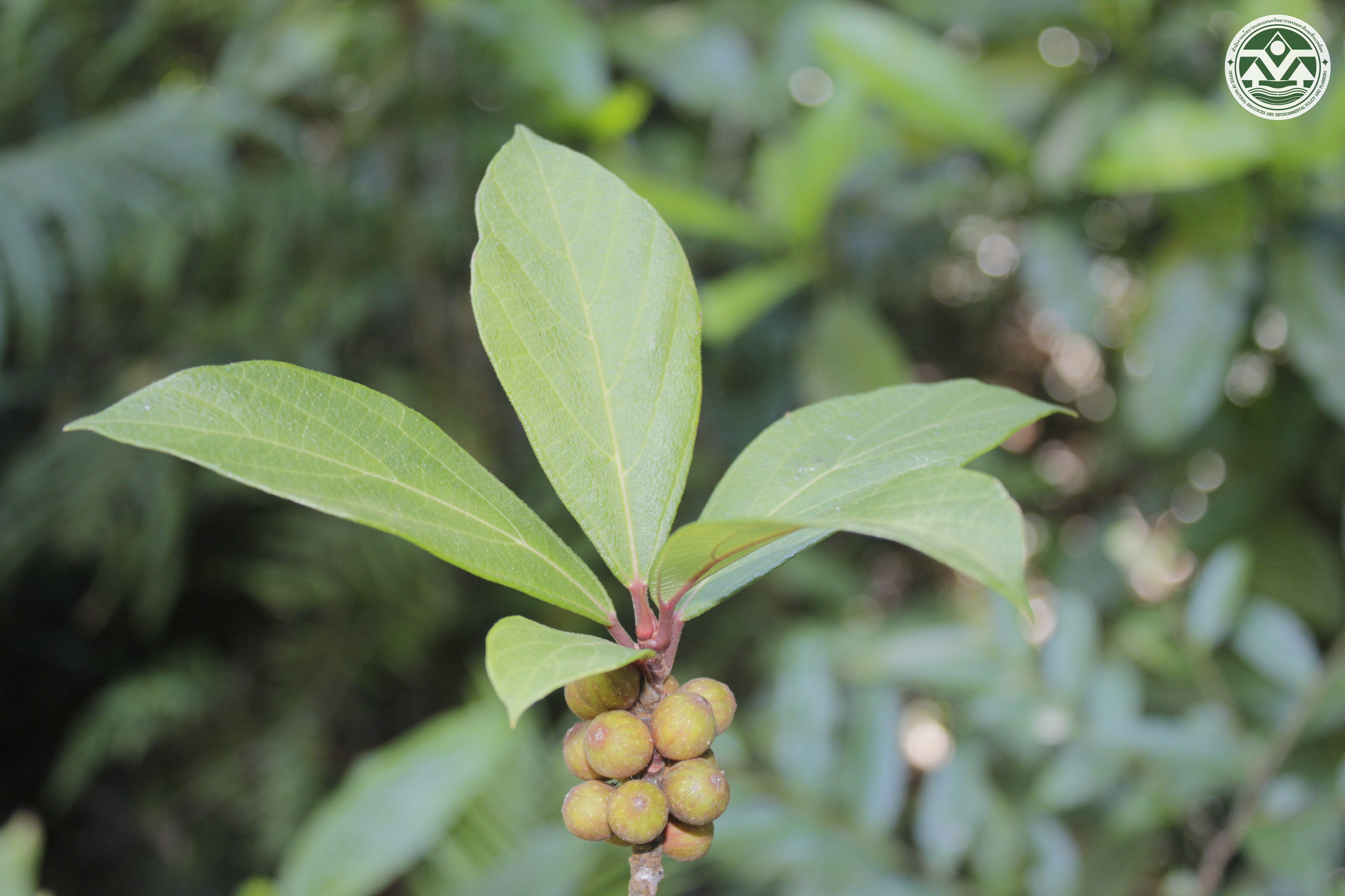 Ficus cambodica