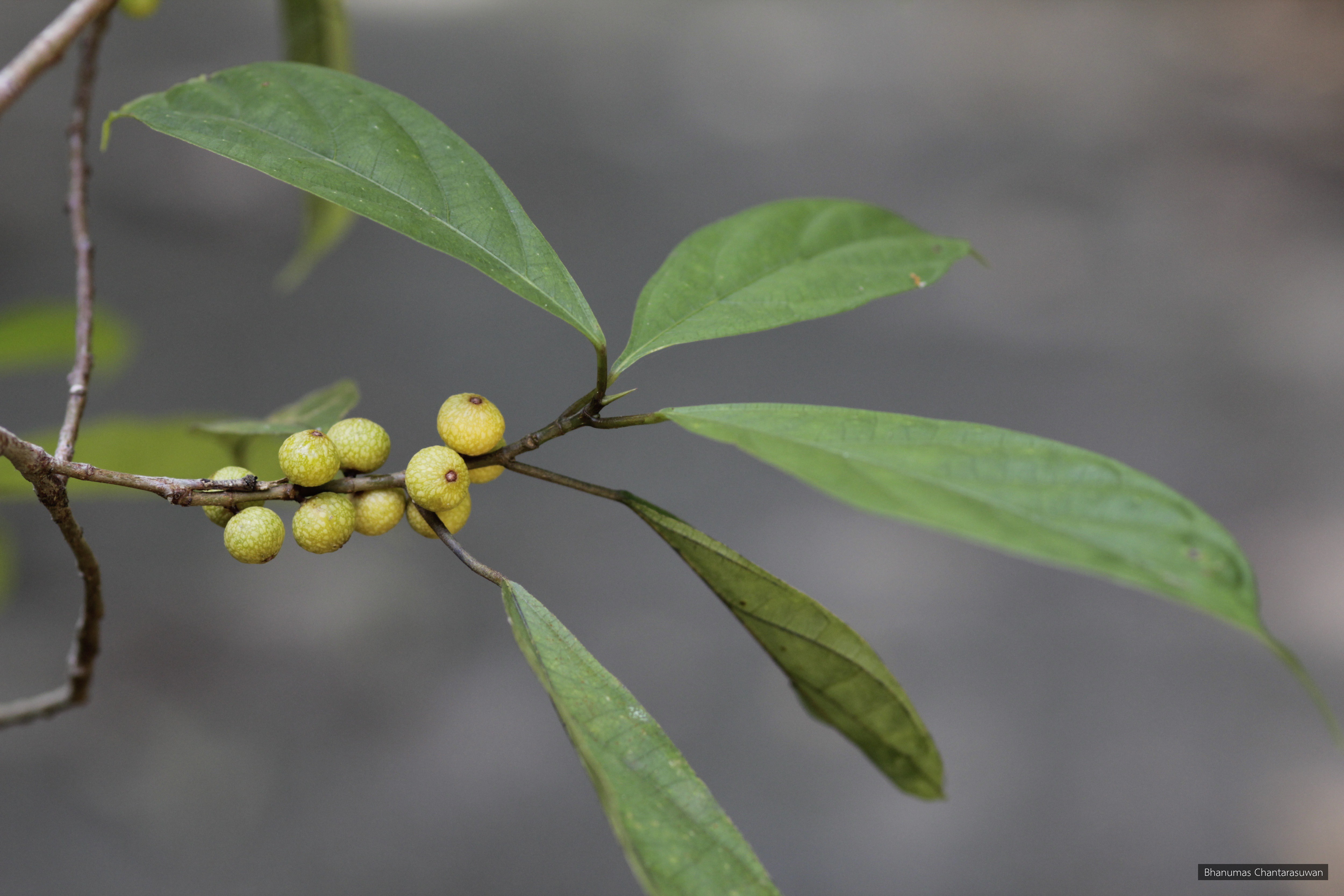 Ficus chartacea