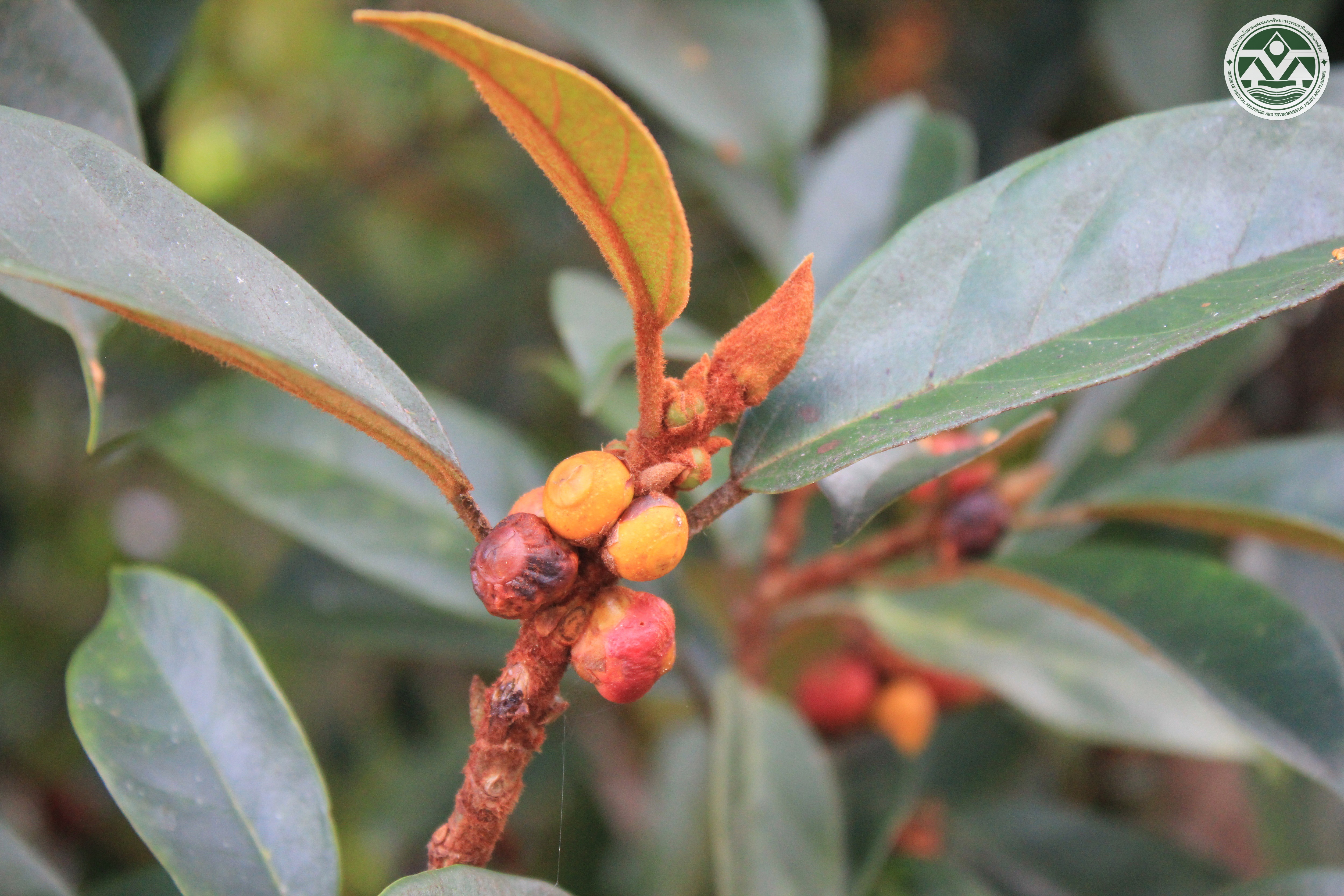 Ficus consociata