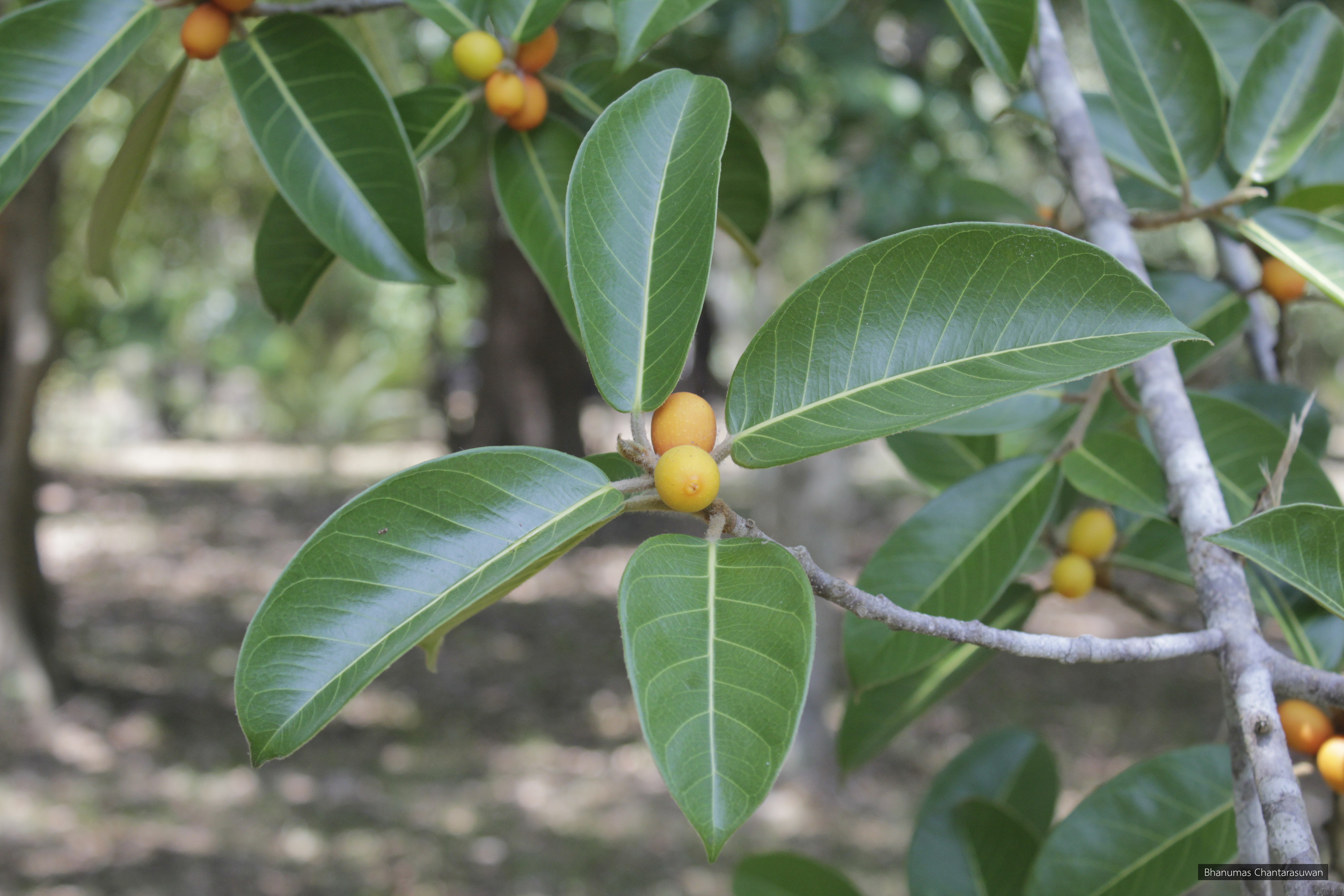 Ficus drupacea
