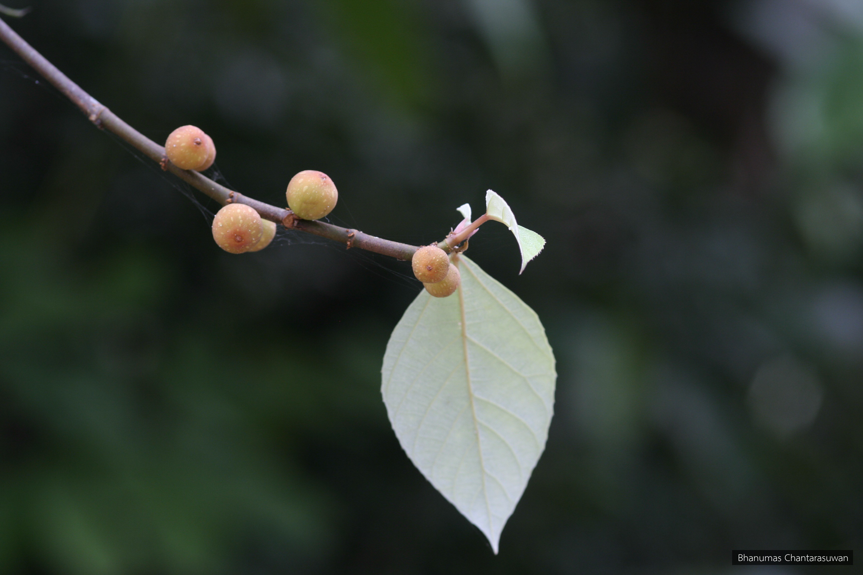 Ficus grossularioides