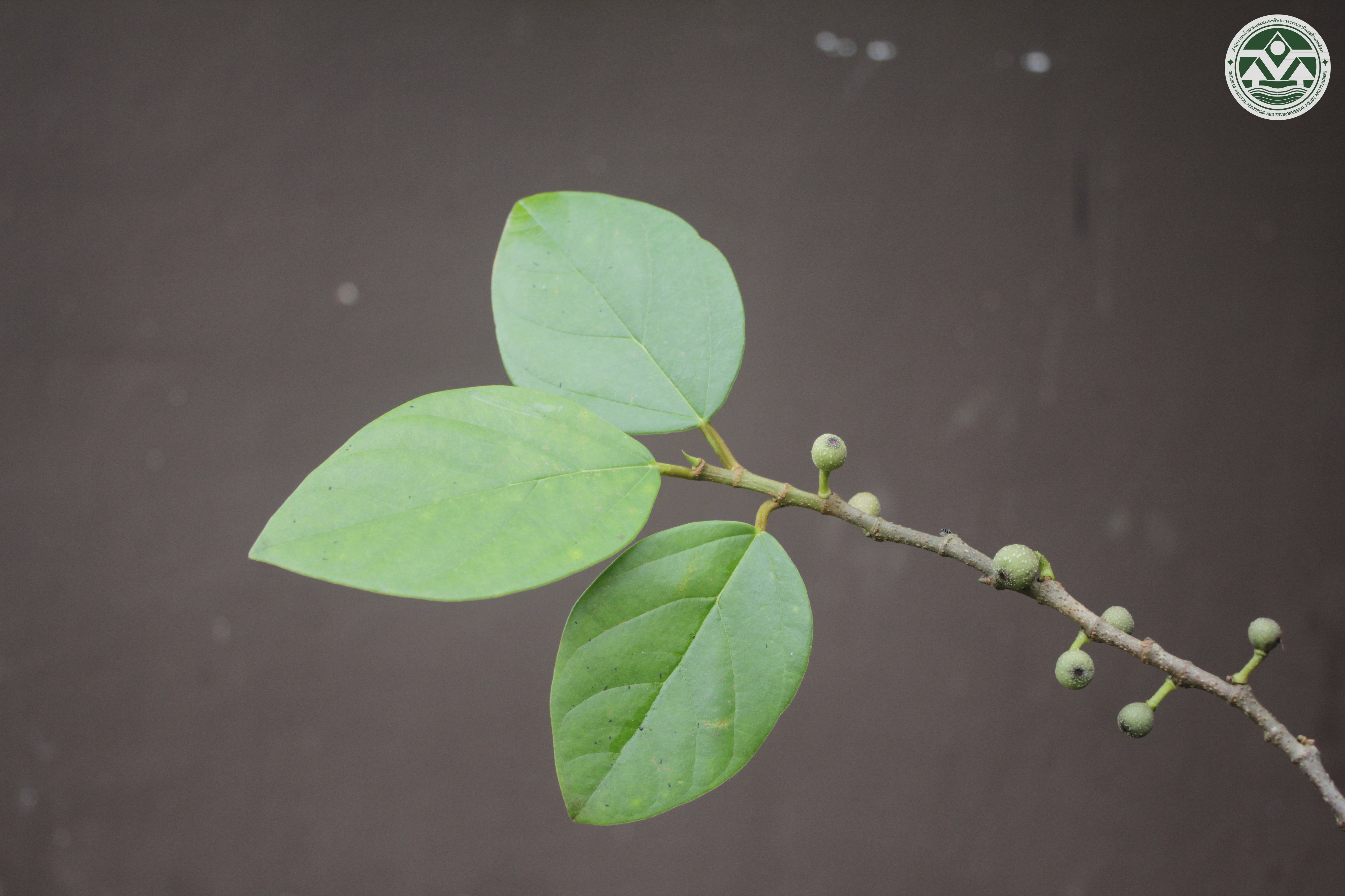 Ficus hederacea