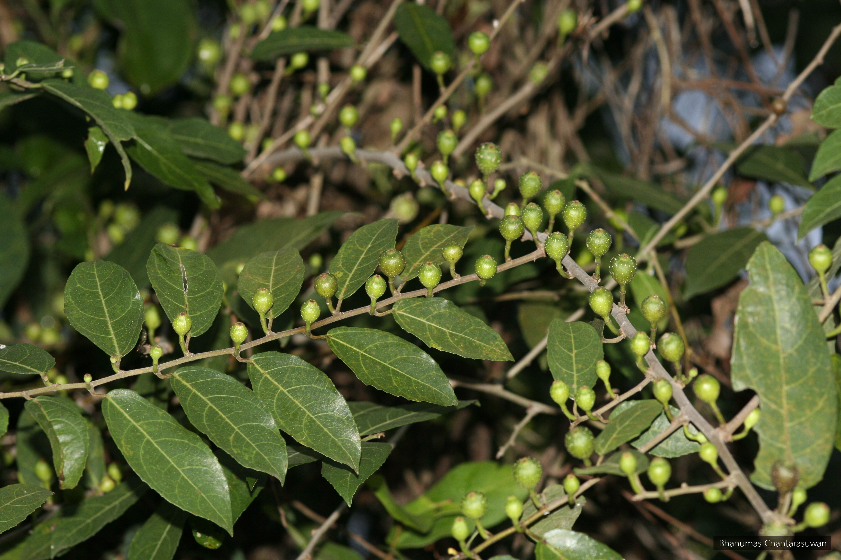 Ficus heterophylla
