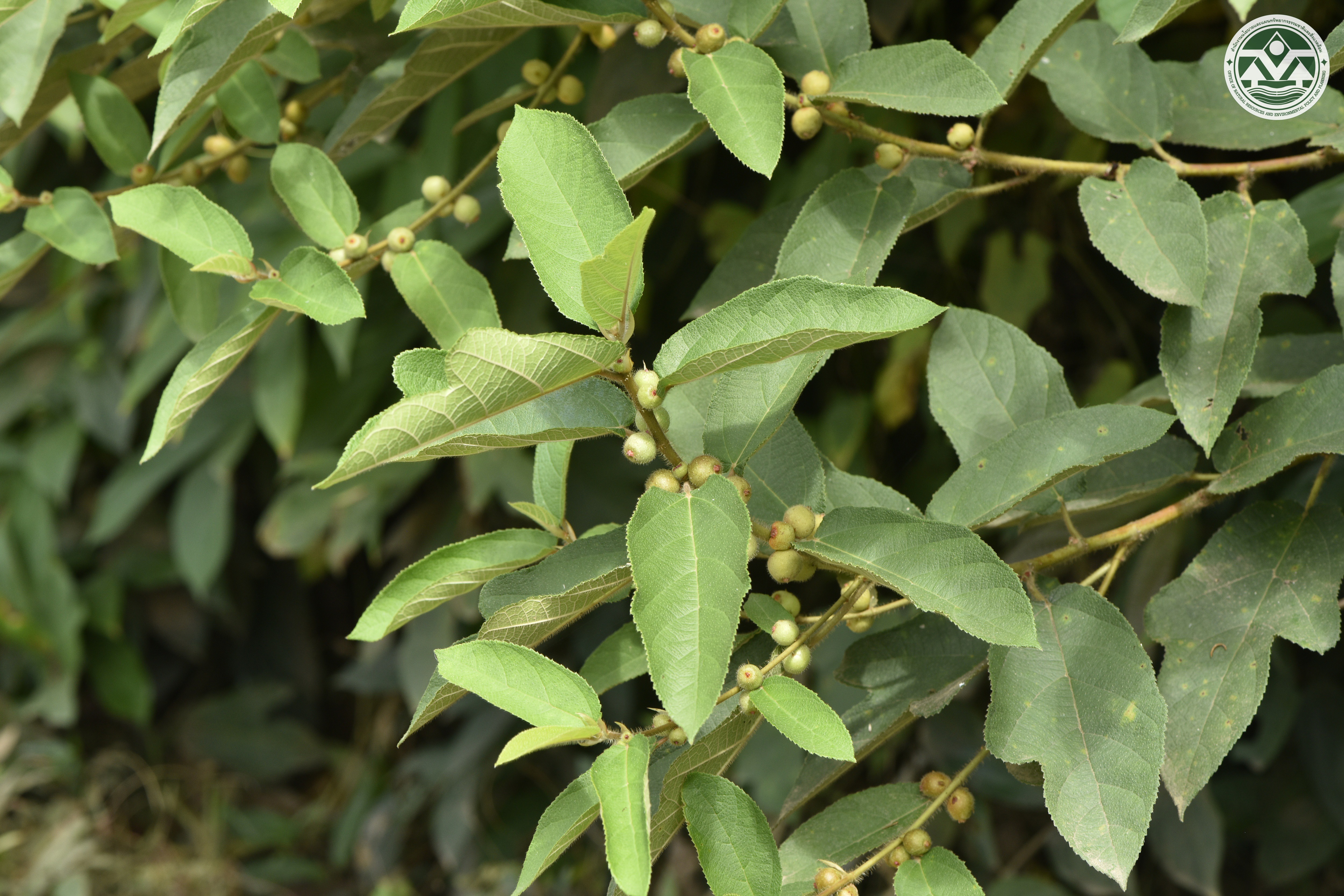 Ficus hirta