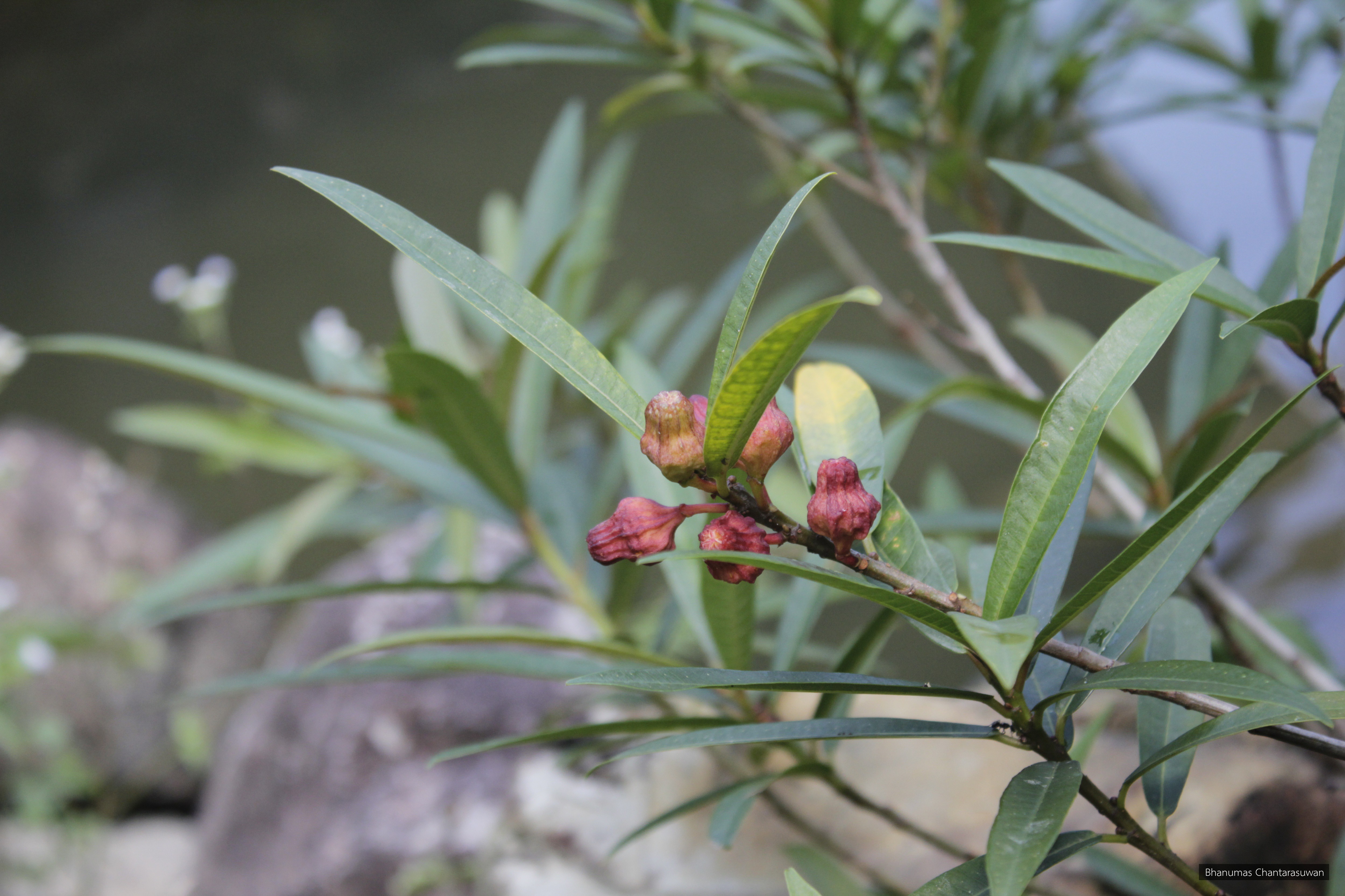 Ficus ischnopoda