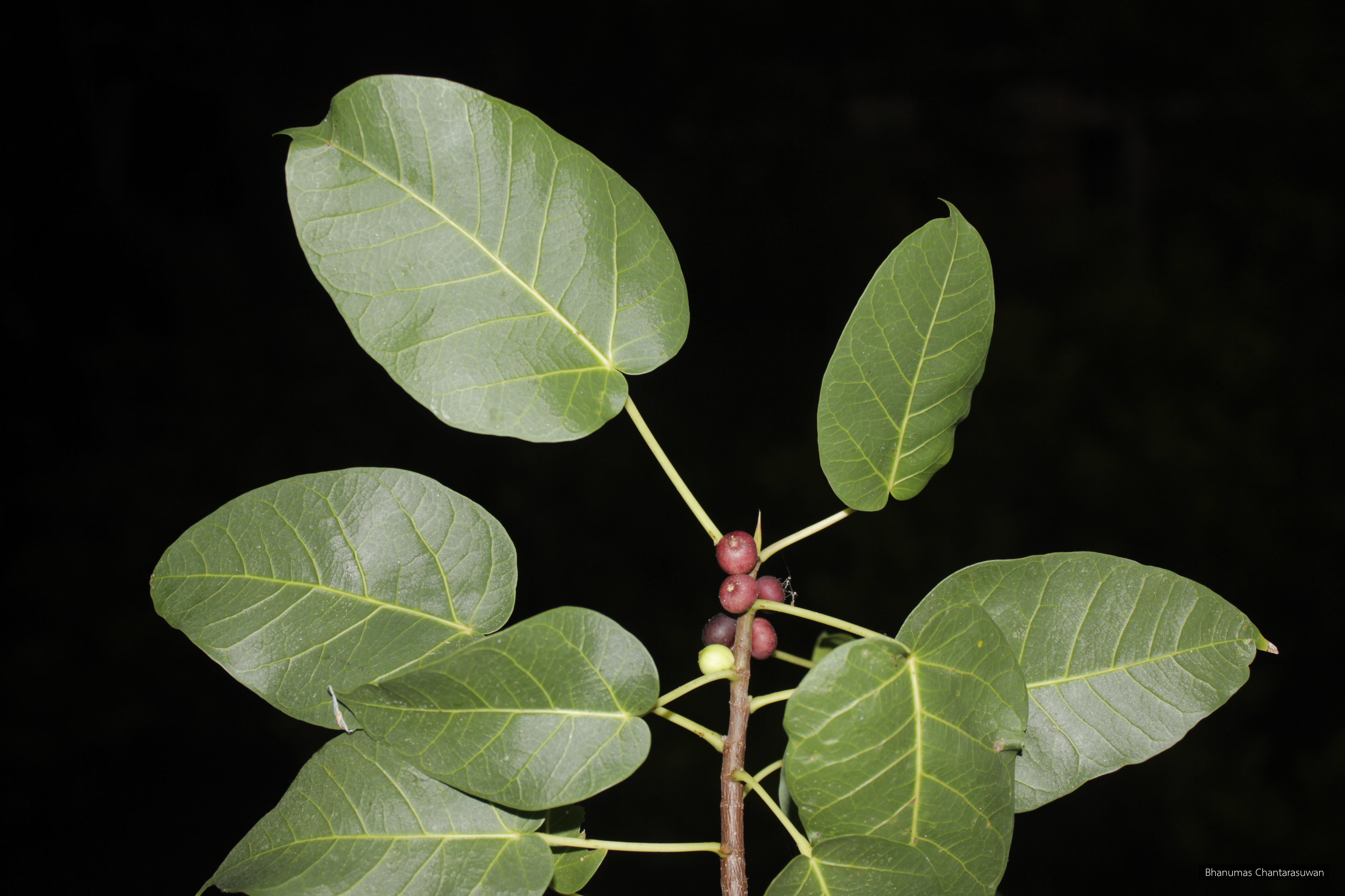 Ficus saxophila