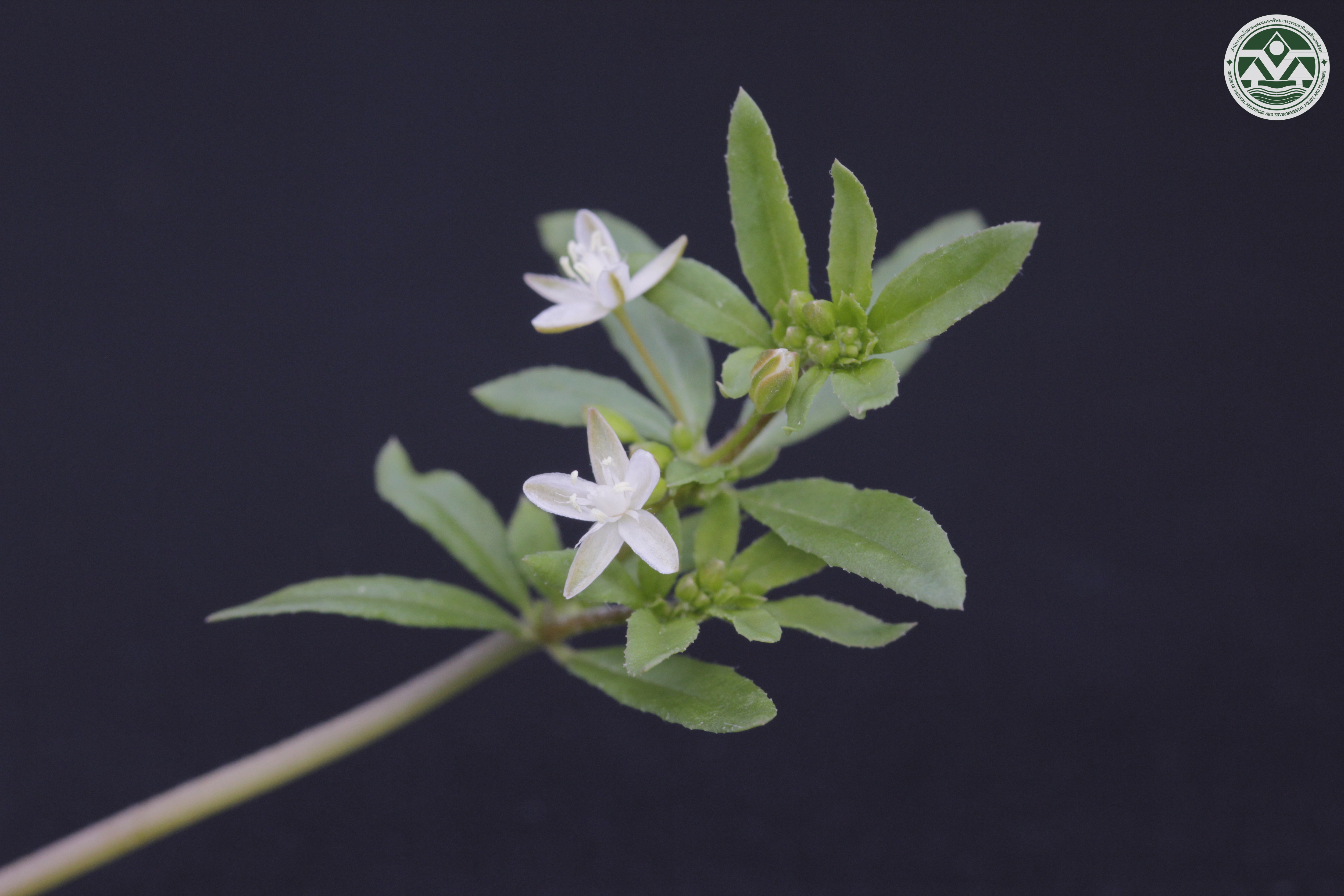 Glinus oppositifolius