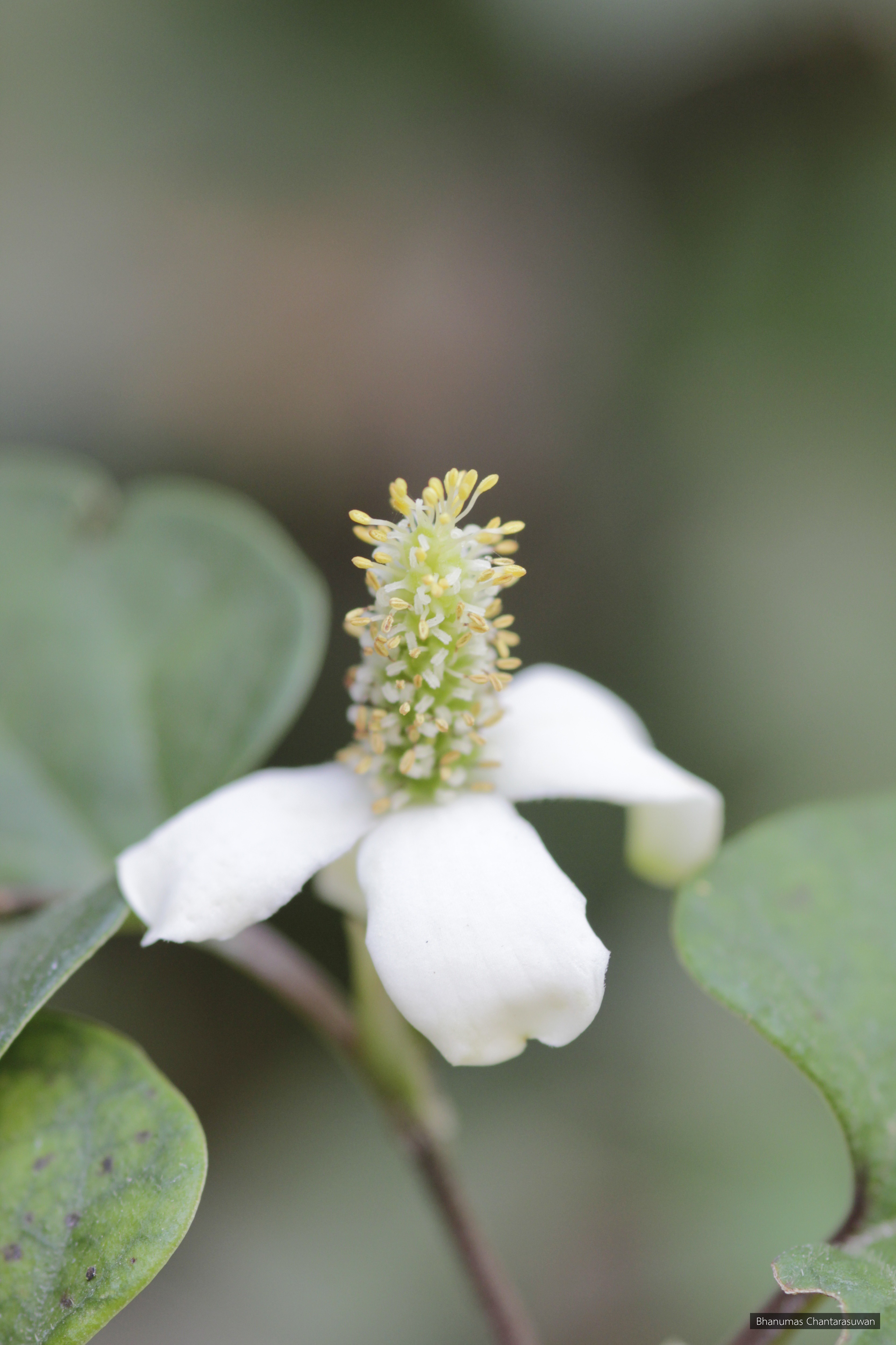 Houttuynia cordata