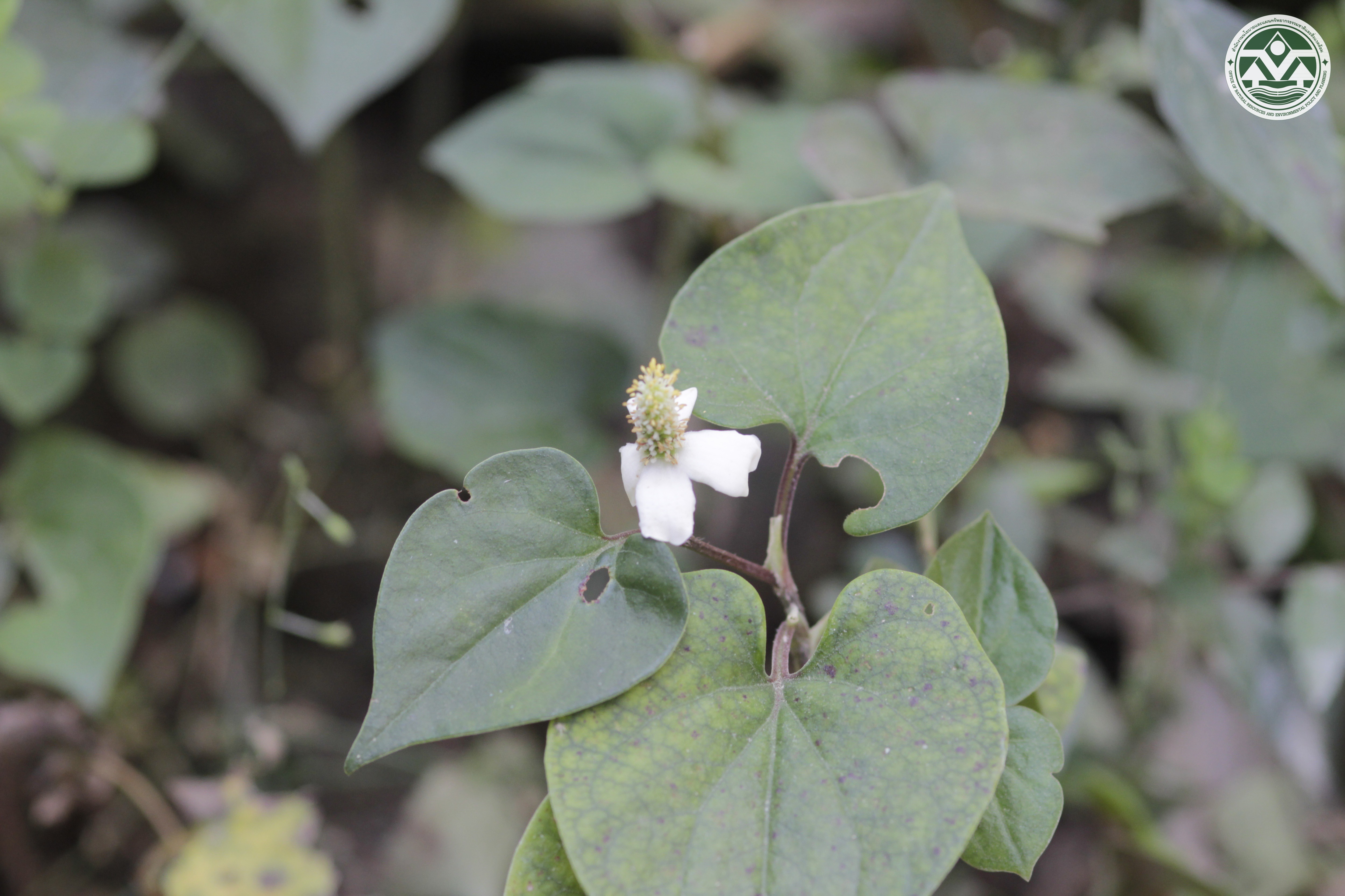 Houttuynia cordata