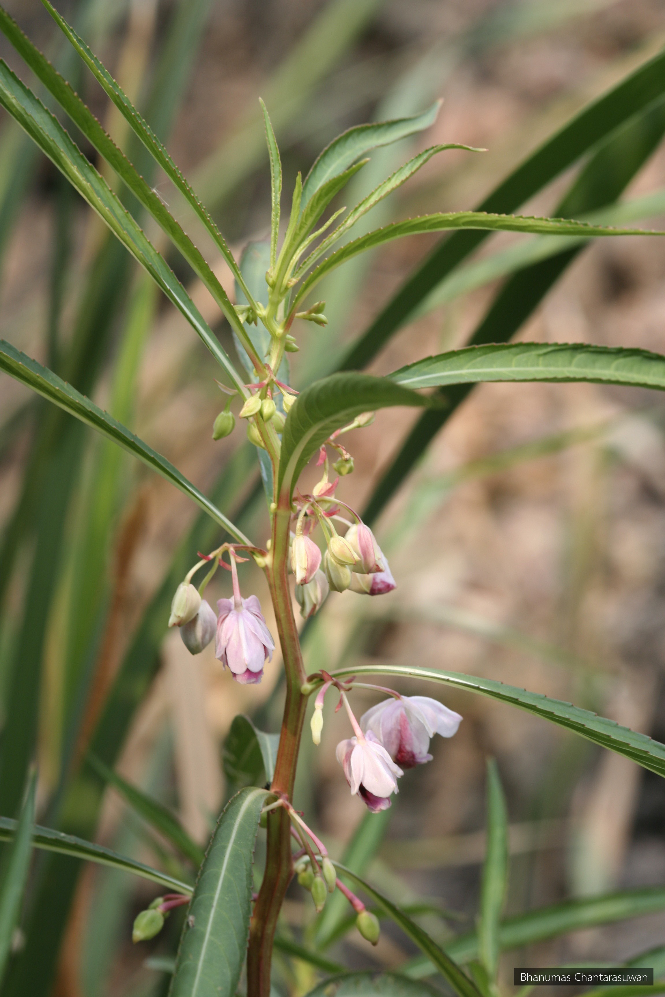 Hydrocera triflora